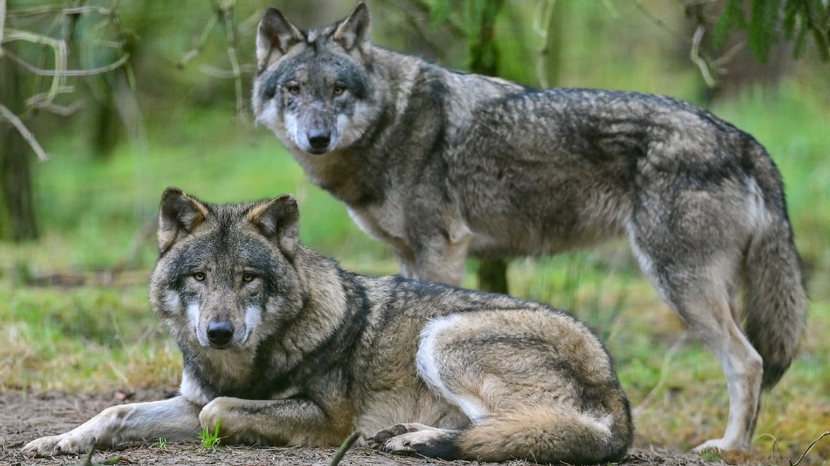 Zwei Wölfe sind in einem Gehege in einem Wildpark zu sehen.