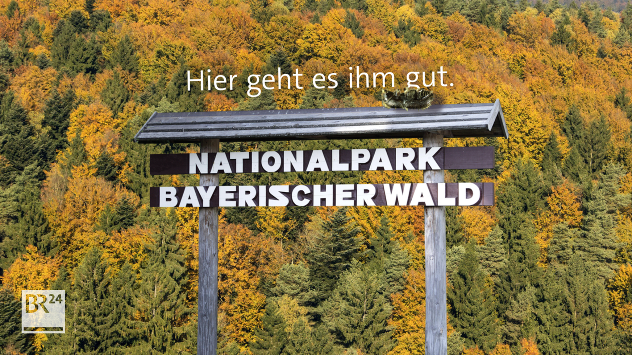 #fragBR24💡 Freie Bahn für den Borkenkäfer im Nationalpark