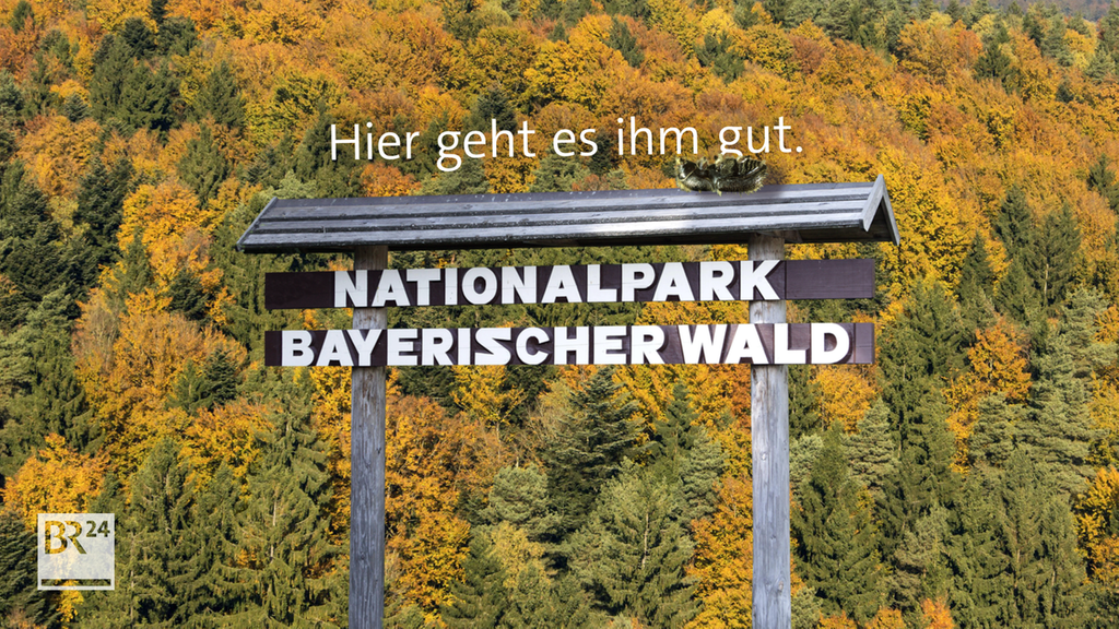 Freie Bahn für den Borkenkäfer im Nationalpark Bayerischer Wald
