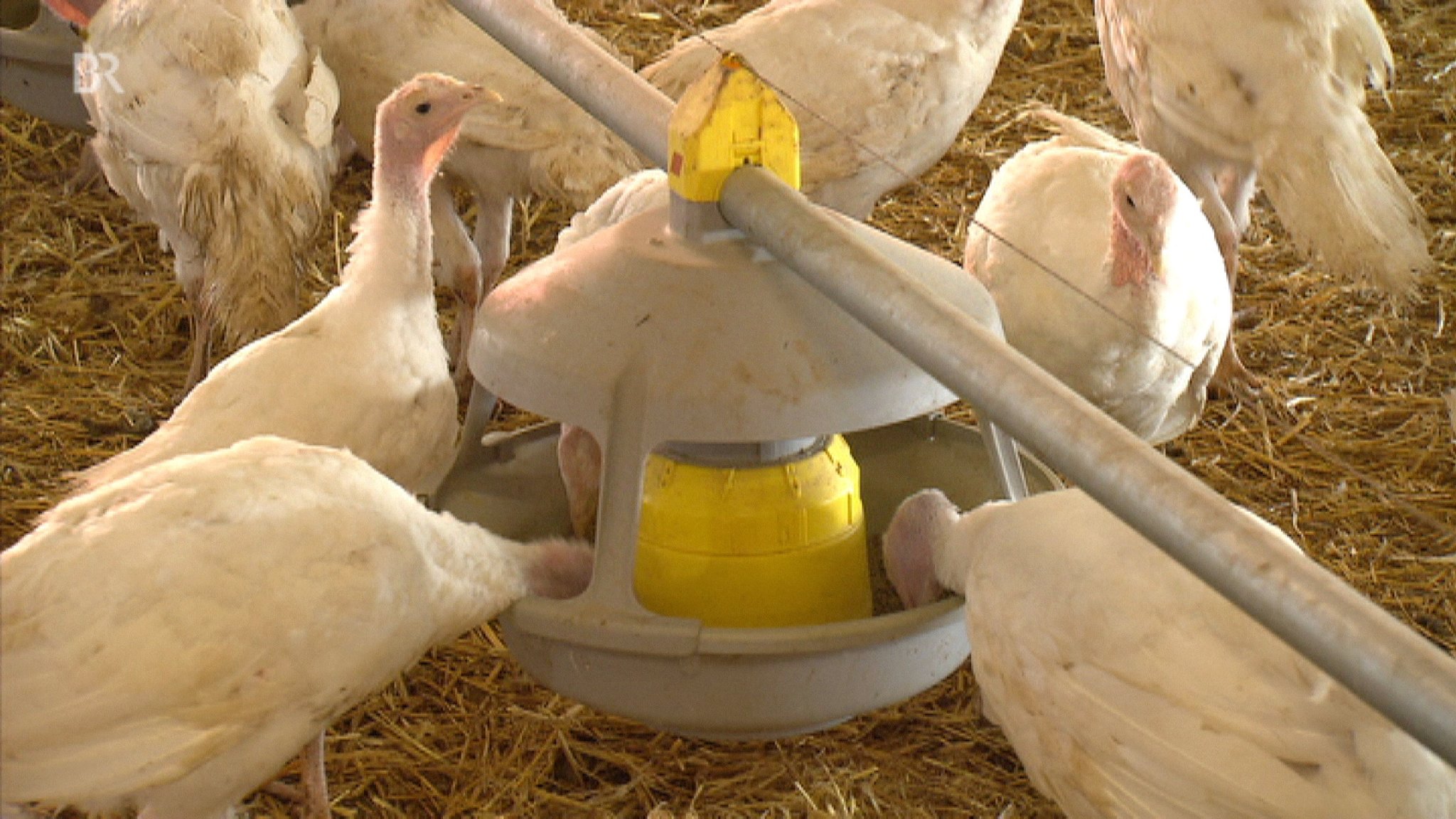 Weiße Mastputen an einer Futterstelle im Stall