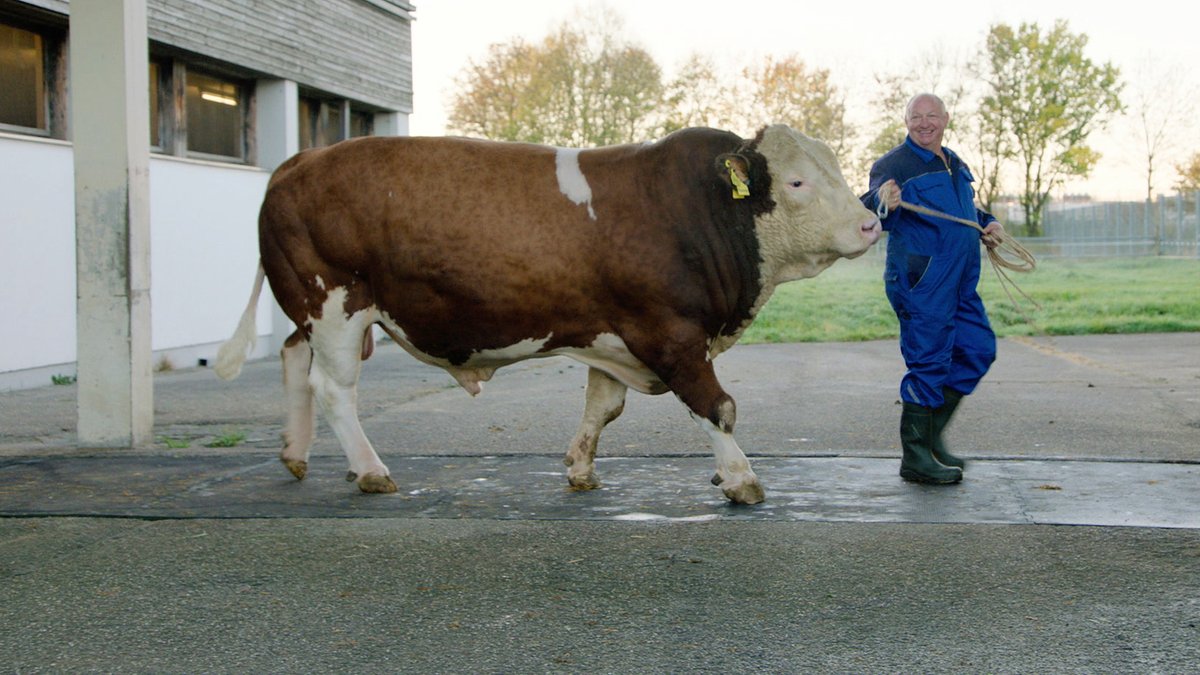 "Ich will ein Rind von dir": Partnervermittlung für Kühe