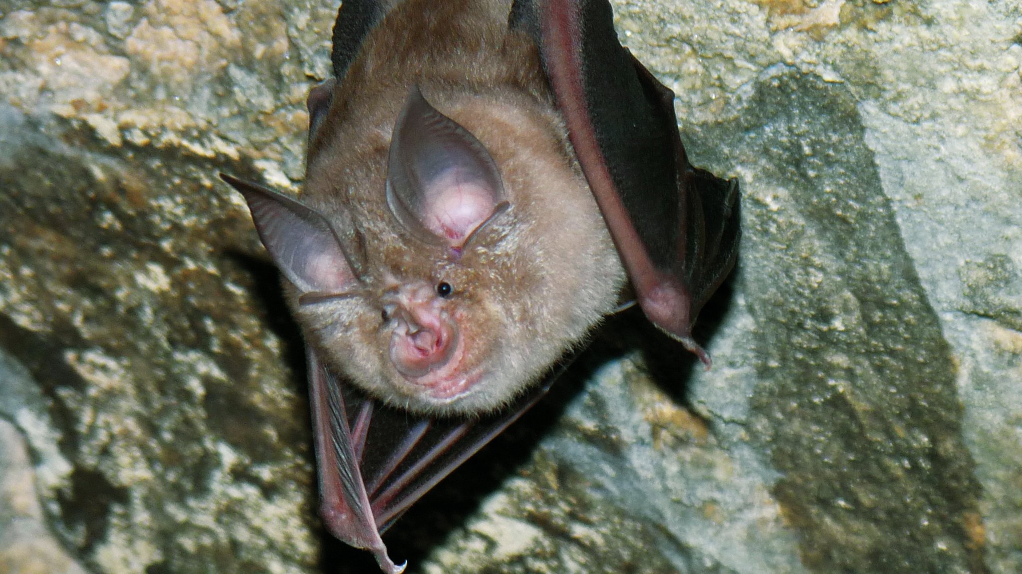 Eine Große Hufeisennase (Fledermaus) hängt im Fels.