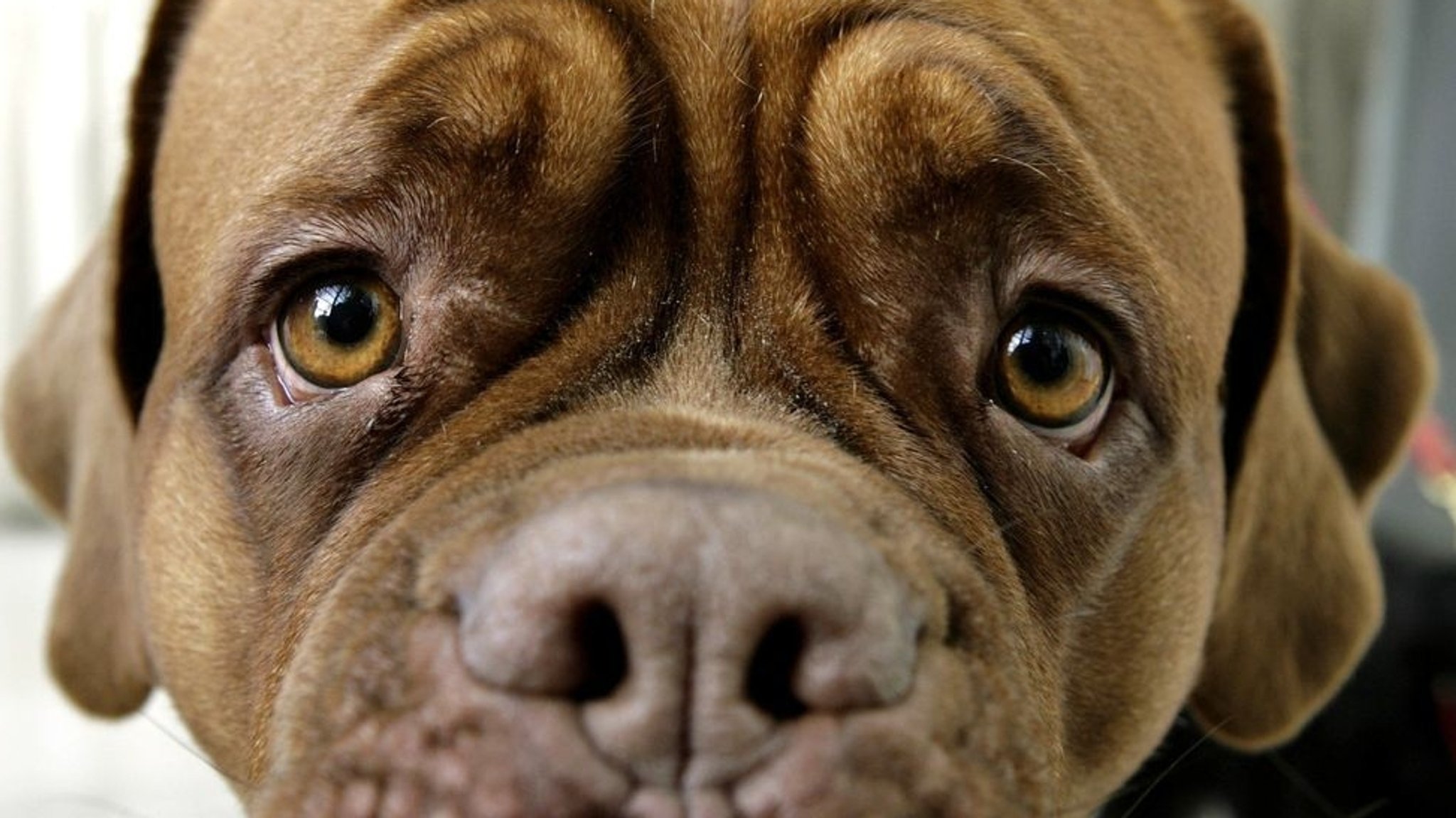 Ein brauner Hund in Frontalansicht mit ausdrucksvollen Augen und Augenbrauenspiel