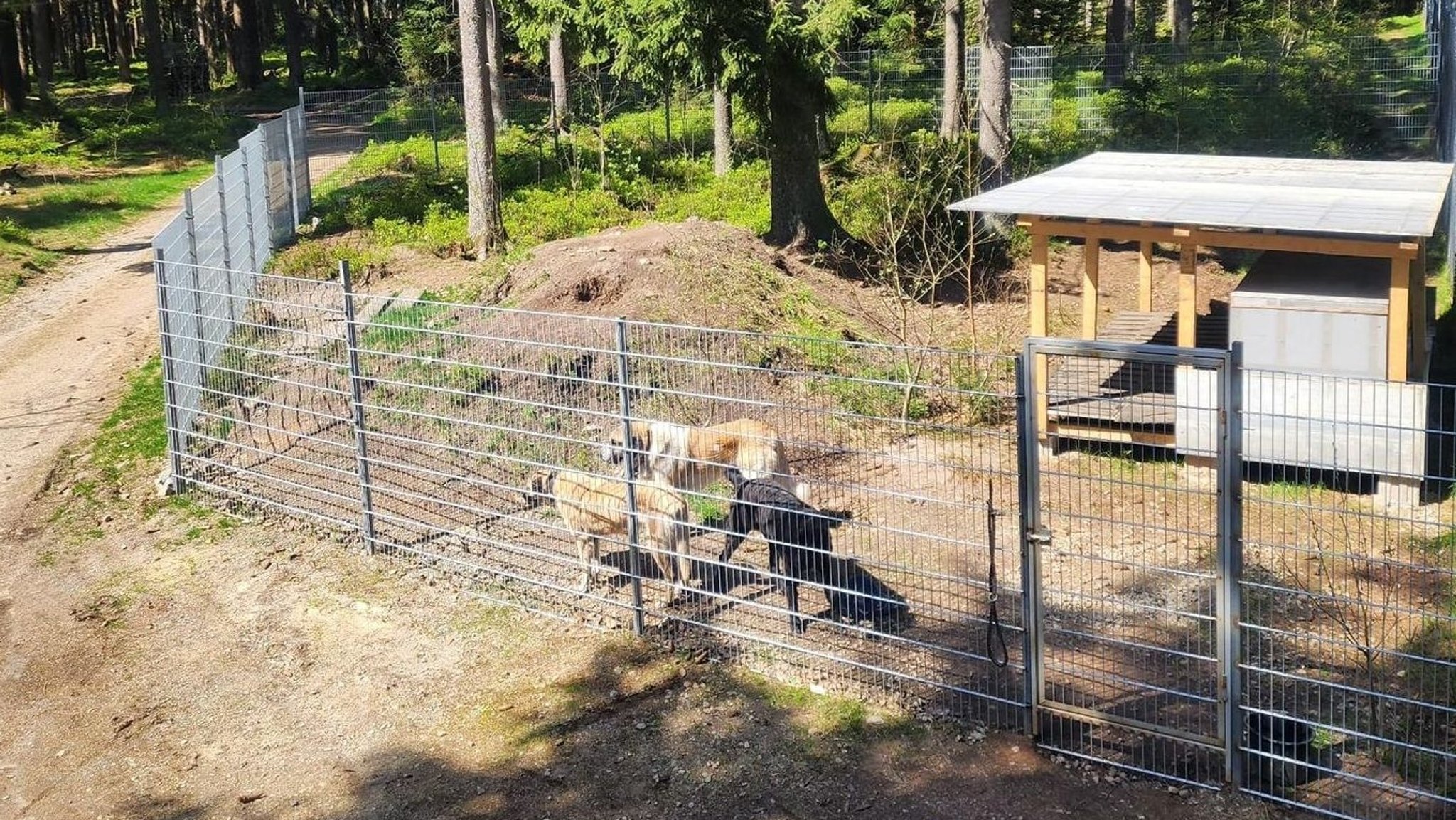 Das "luxuriöse" Gehege für die Herdenschutzhunde im Wildpark Mehlmeisel.