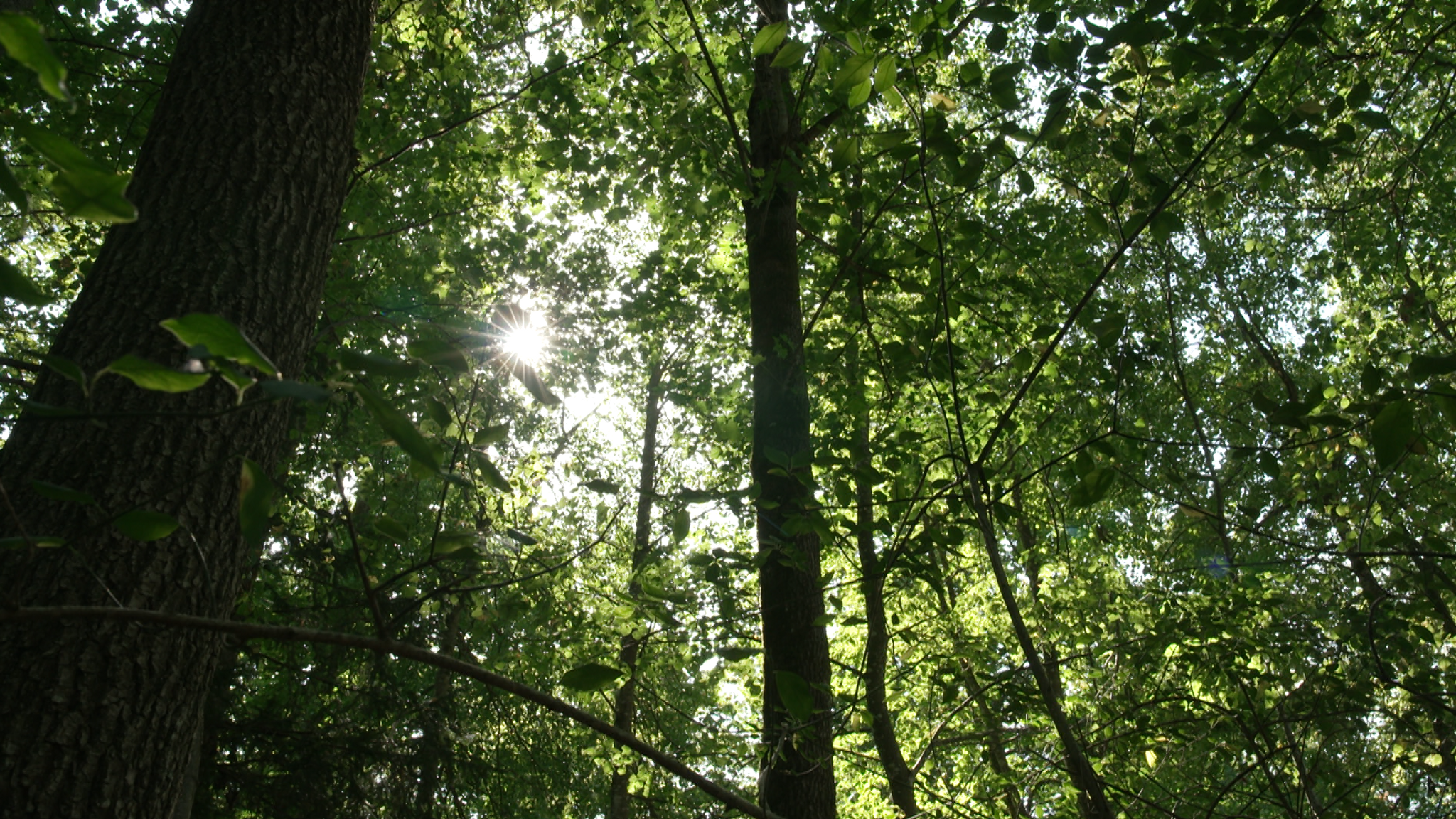 Bund Naturschutz fordert schnelleren Waldumbau in Bayern