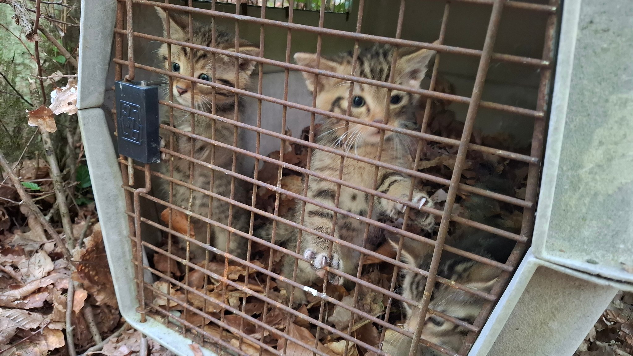 Drei Wildkätzchen in einer Transportbox im Wald. | Bild: Landkreis Bamberg / Struck Drei Wildkätzchen in einer Transportbox im Wald.