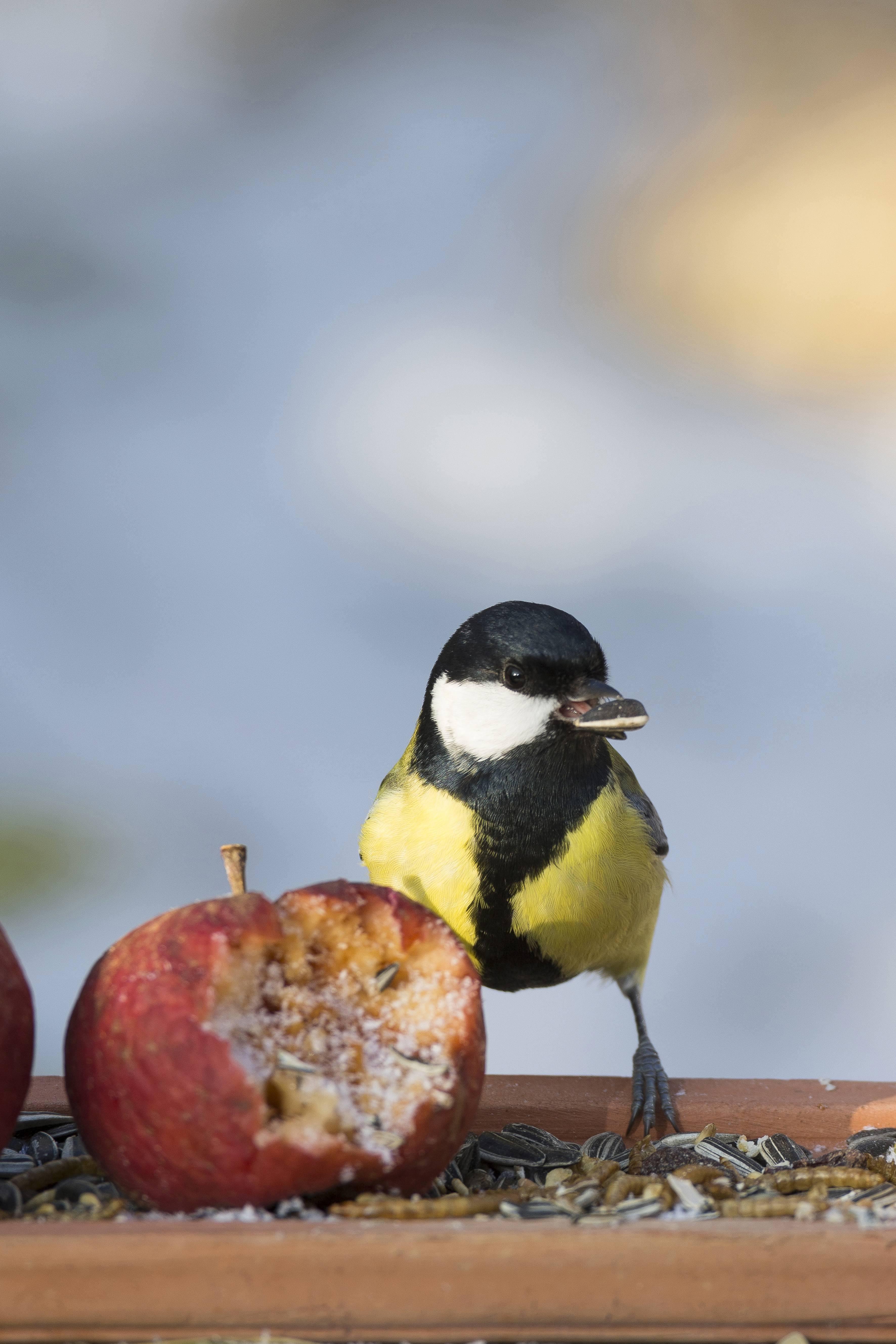 Vogel Futtern So Helfen Sie Vogeln Durch Den Winter Br24