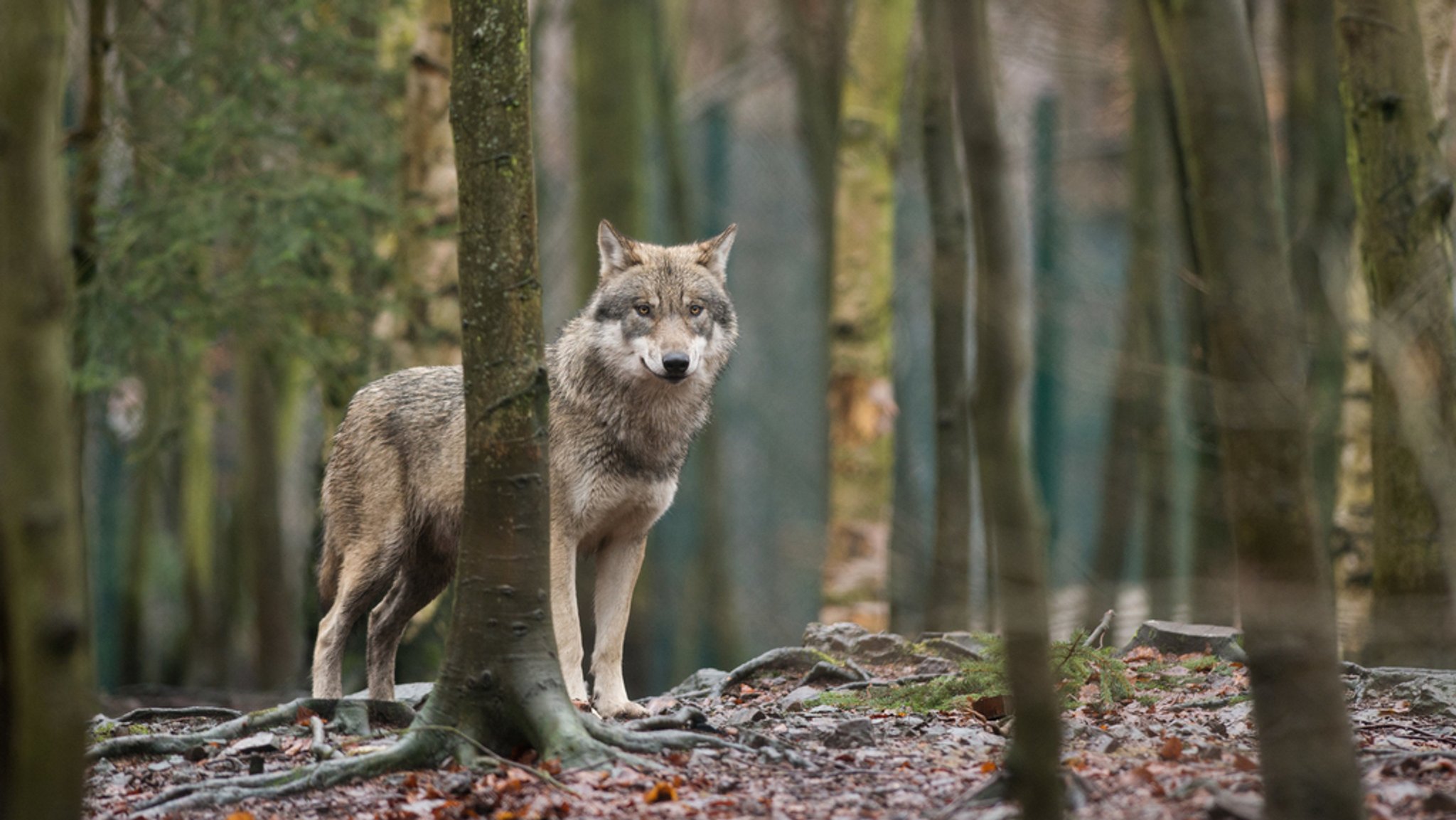 Wolf steht in einem Gehege zwischen Bäumen (Symbolbild).