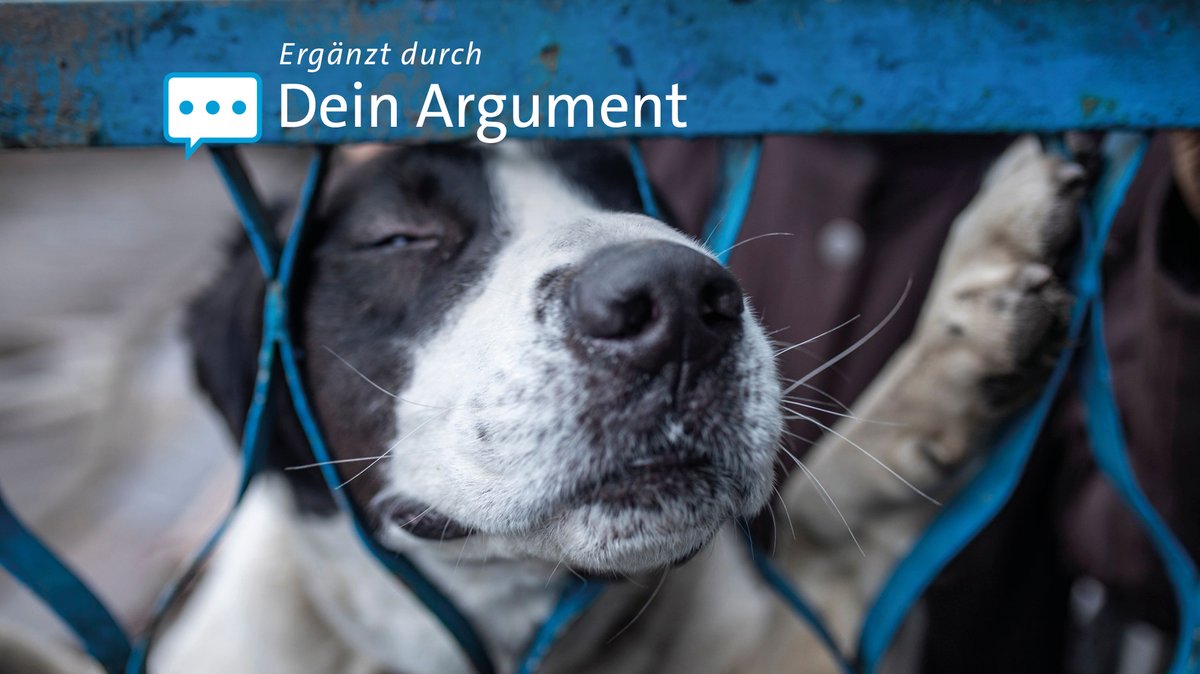 "Dramatisch wie nie": Tierschutzbund beklagt Lage in Tierheimen