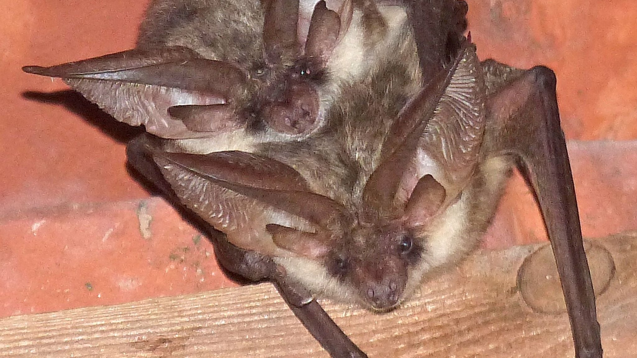 Ein Fledermaus-Pärchen des Grauen Langohrs ist jetzt auch in Dachstühlen von Gotteshäusern im Landkreis Main-Spessart nachgewiesen worden.