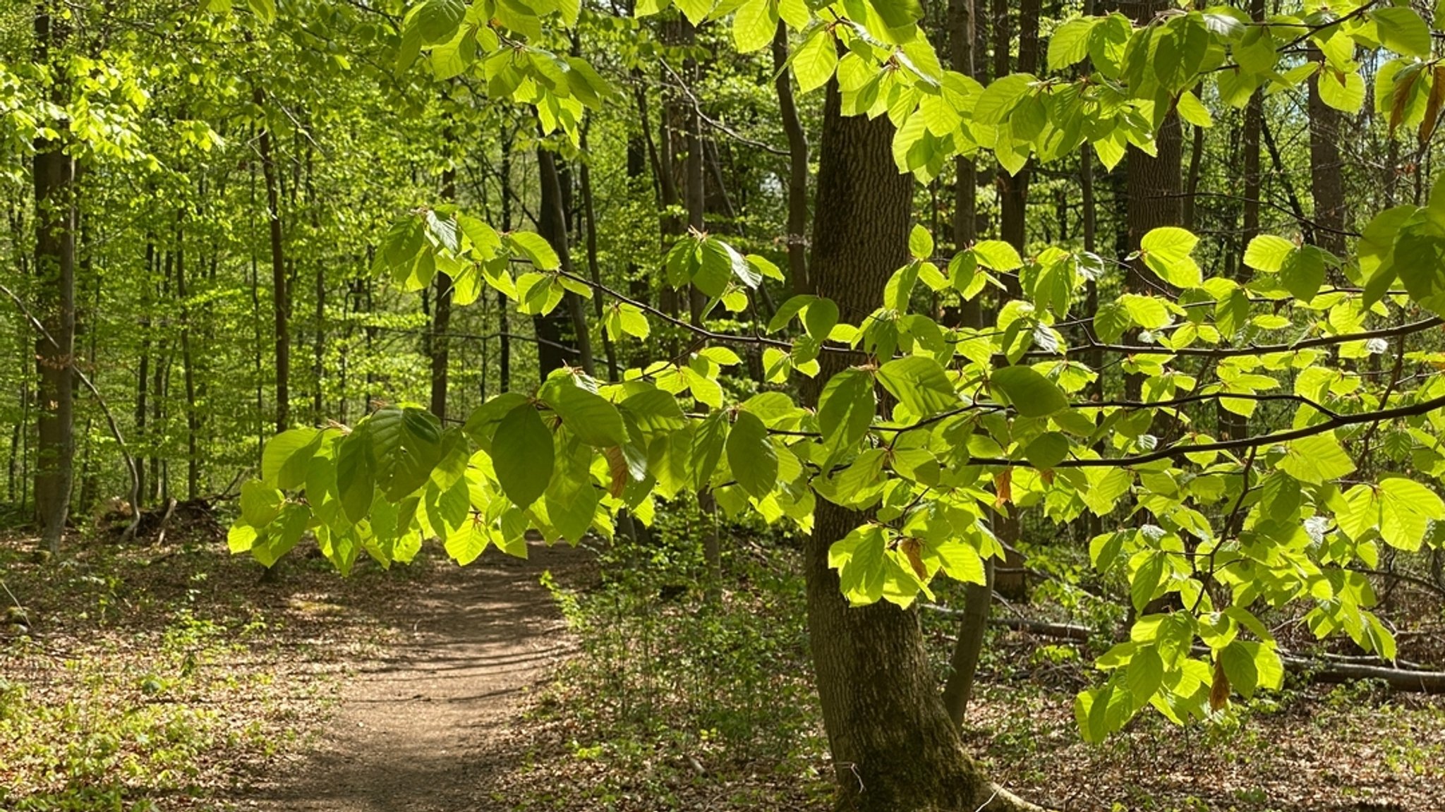 Forst Kasten: Doch kein Kiesabbau im Wald 