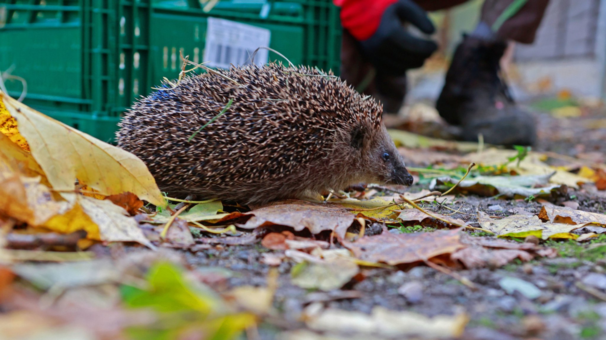 Ein Igel im Tiergarten Halberstadt in Sachsen-Anhalt läuft über Herbstlaub