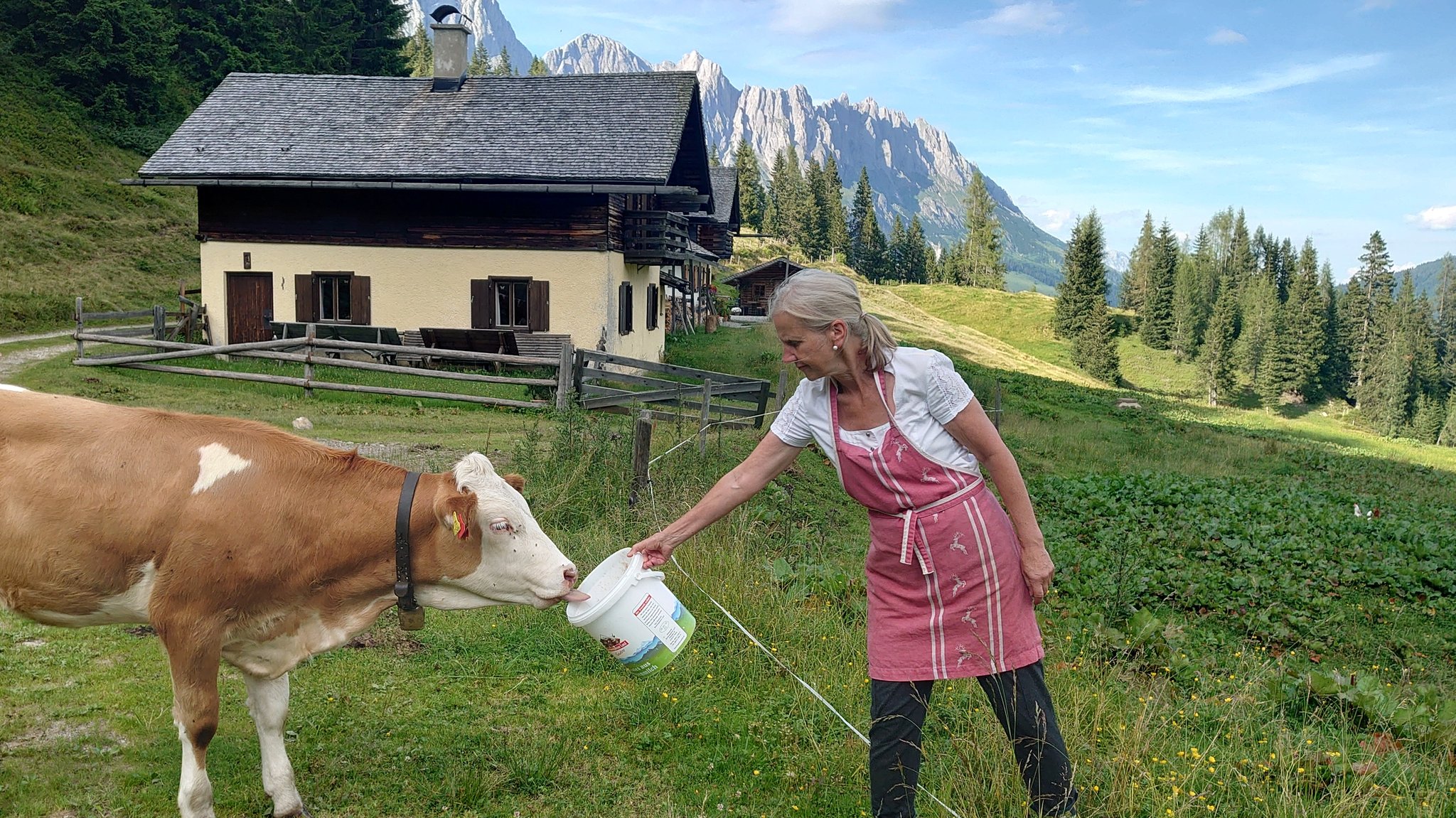 Almwirtin Regina Leybold füttert ein Kalb auf der Klingelbergalm. Im Hintergrund sind die Mandlwände des Hochkönigs zu sehen.