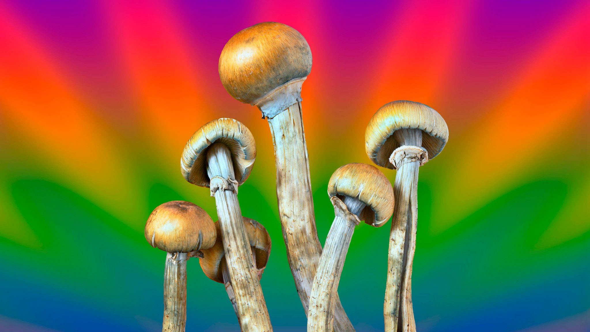 Psilocybin ist der psychoaktive Wirkstoff in Magic Mushrooms. Im Gehirn sorgt er nicht nur für ungeordnetere Netzwerke, sondern auch für strukturierte Hirnmuster, die sich an Ruhe, Meditation, Film und Musik ausrichten. | Bild: picture alliance / Visually | Tom Bourne Psilocybin ist der psychoaktive Wirkstoff in Magic Mushrooms. Im Gehirn sorgt er nicht nur für ungeordnetere Netzwerke, sondern auch für strukturierte Hirnmuster, die sich an Ruhe, Meditation, Film und Musik ausrichten.