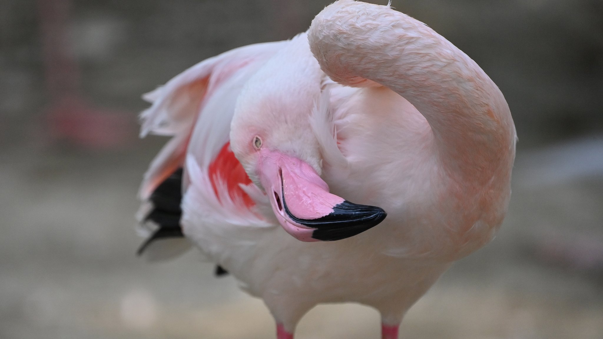 Rosaflamingo im Tierpark Hellabrunn.