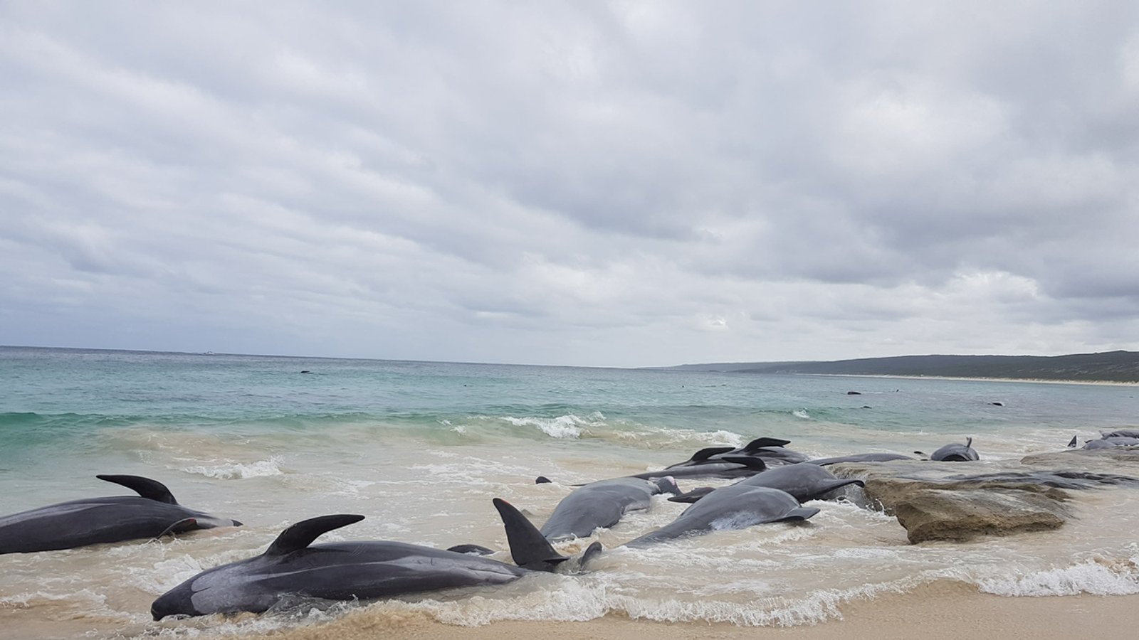 Mehr als 150 Wale an Australiens Westküste gestrandet