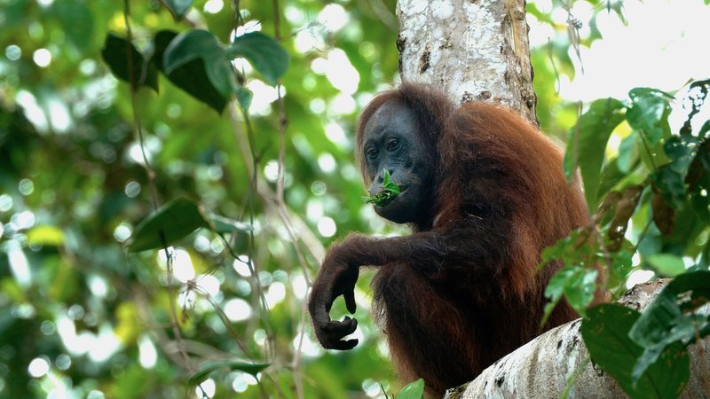 Ein Orang-Utan sitzt in einem Baum auf der Insel Borneo. | Bild: BR/Längengrad Filmproduktion GmbH Ein Orang-Utan sitzt in einem Baum auf der Insel Borneo.