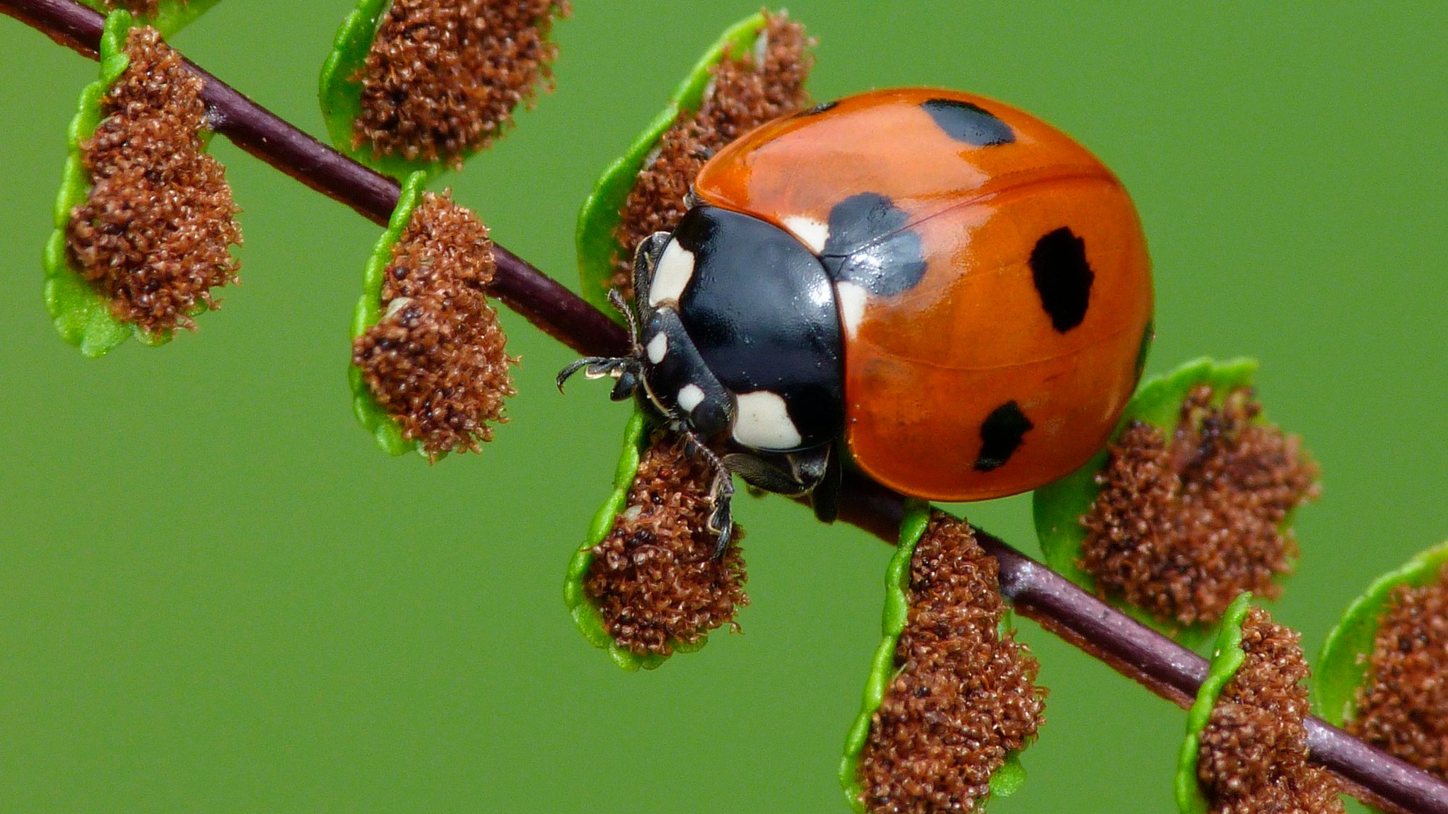 Siebenpunkt-Marienkäfer (Coccinella septempunctata), auf Wedel des Braunstieligen Streifenfarn