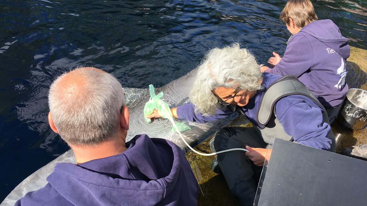 Medizincheck bei einem Delfin im Nürnberger Tiergarten