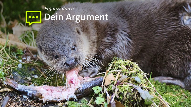 Ein Fischotter frisst einen Fisch | Bild: Picture alliance / imageBROKER | David & Micha Sheldo Ein Fischotter frisst einen Fisch