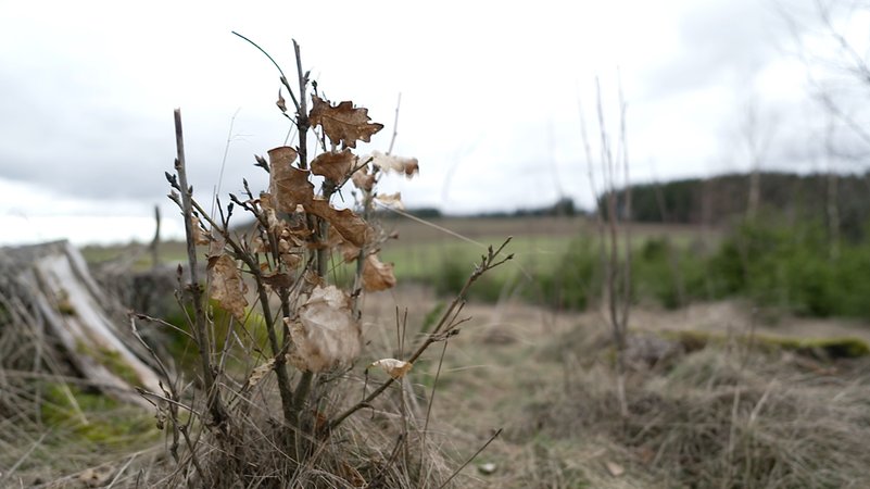 Verbissene junge Eiche | Bild: BR Verbissene junge Eiche