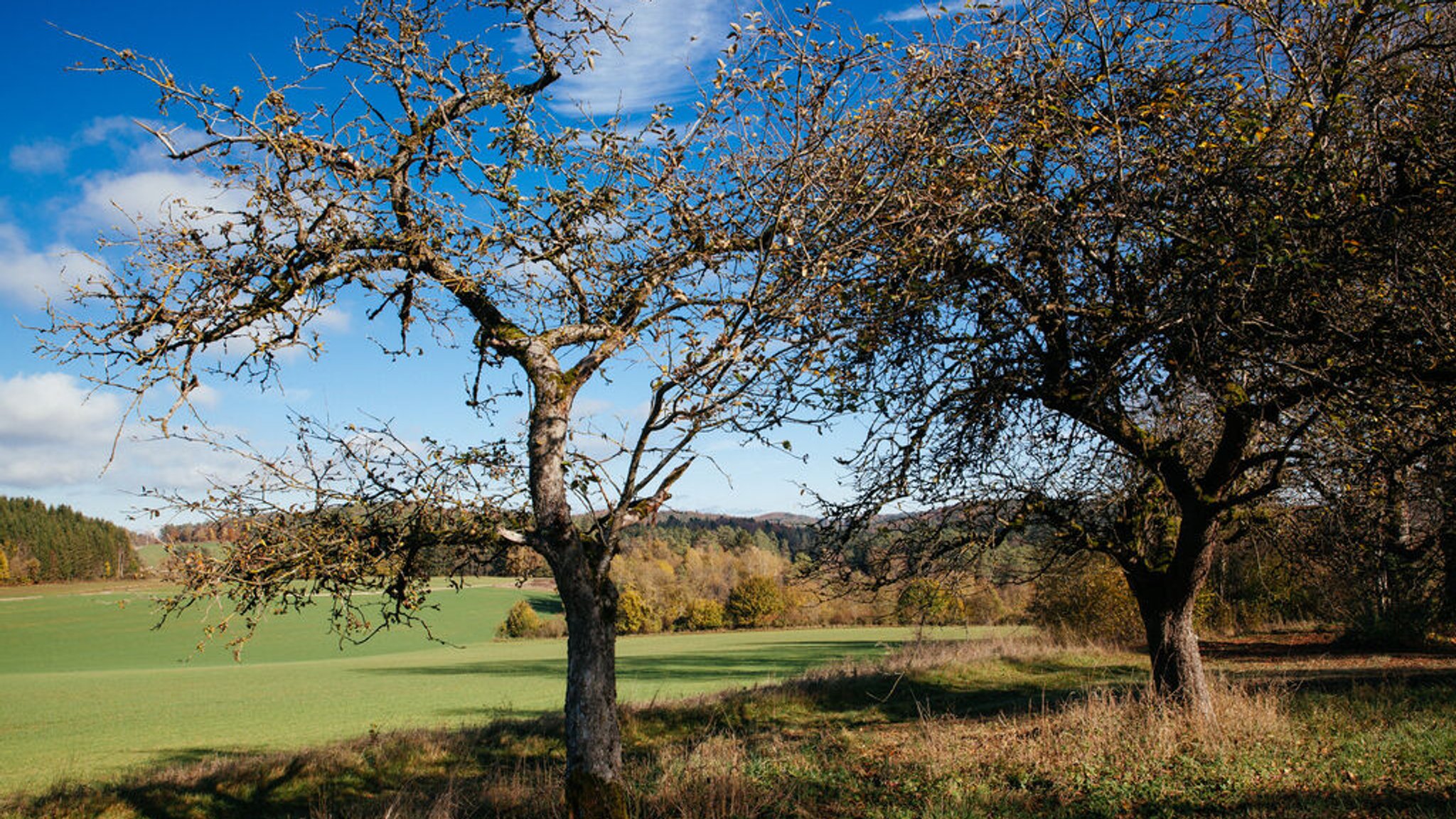 Obstdiebstahl: Gravierende Folgeschäden für die Natur