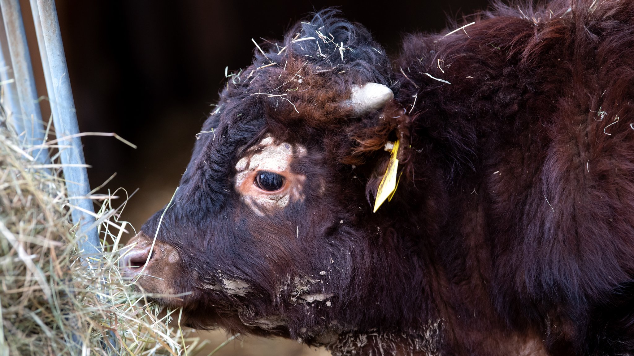 So süß kann ein Stier sein.