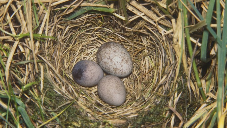 Vogeleier im Nest eines Wiesenpiepers. Die Vogelart zählt zu den Wiesenbrütern, die in Bayern stark gefährdet sind. Ihr Lebensraum - die Feuchtwiese - wird immer seltener.