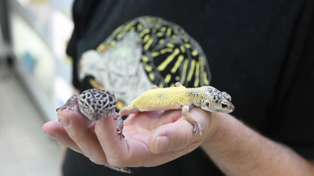 Zwei Leopardgeckos auf einer Hand in der Reptilienauffangstation München