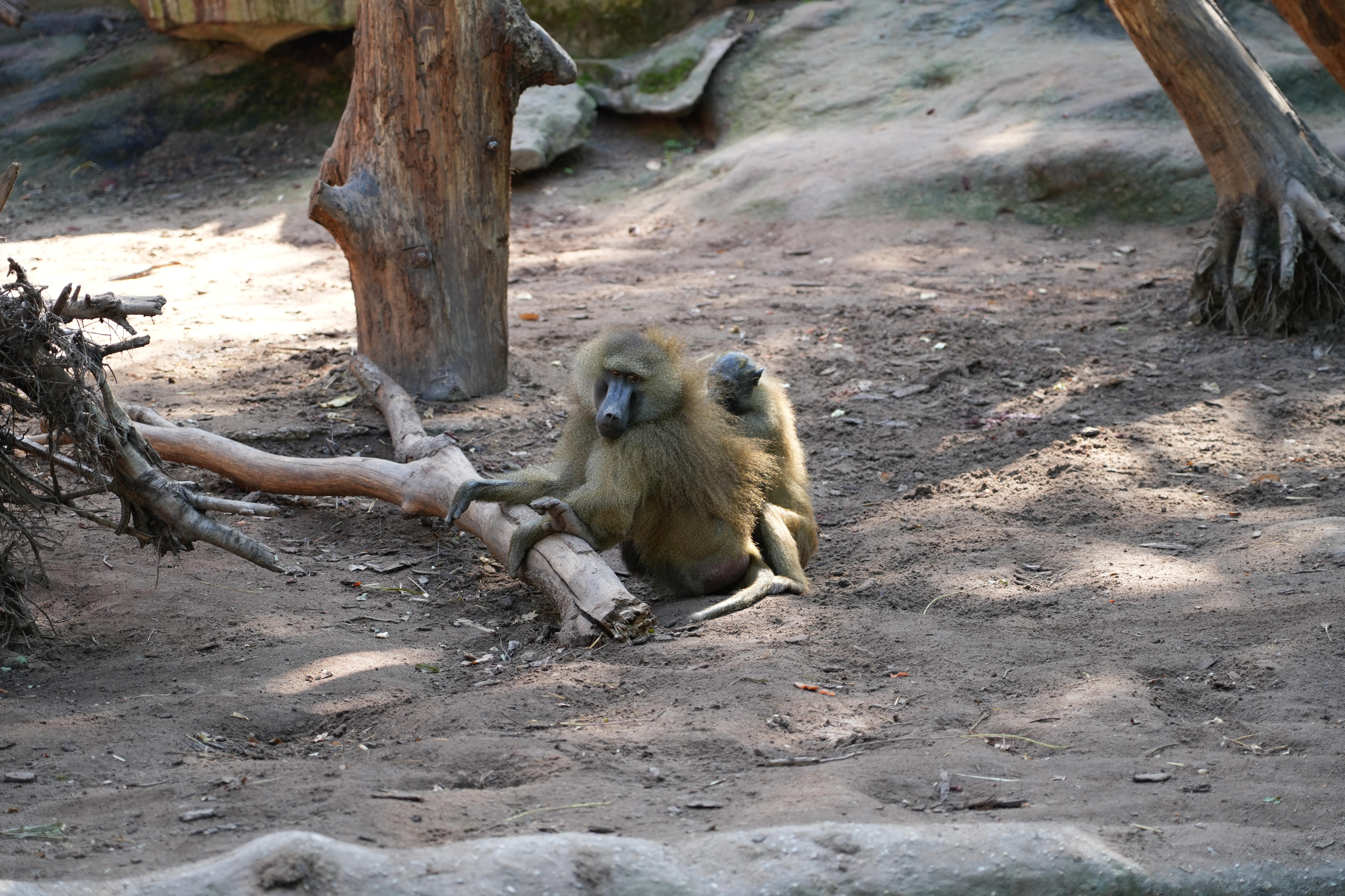 Ein Pavian im Nürnberger Tiergarten-Gehege sucht bei einem anderen nach Ungeziefer.