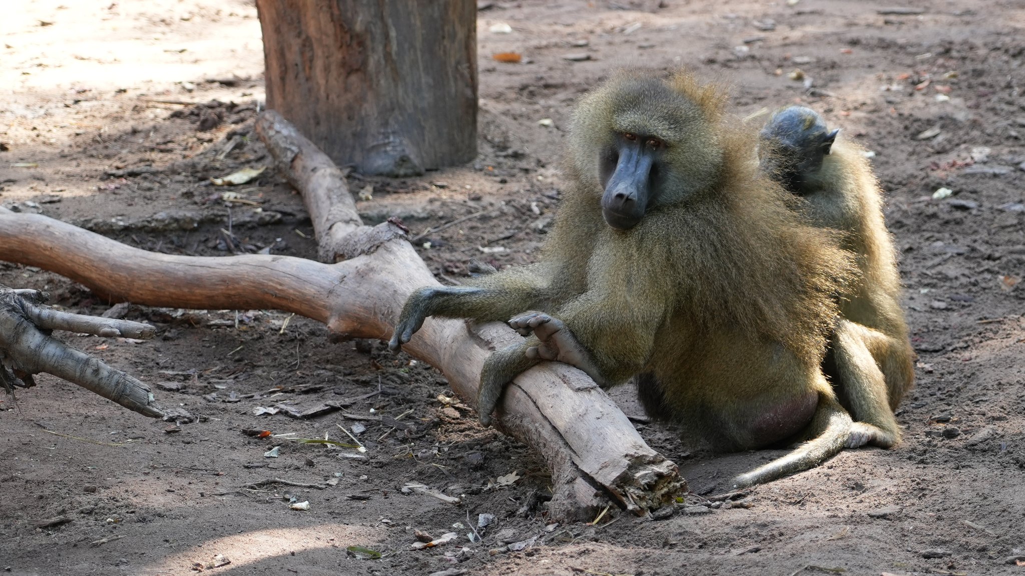 Ein Pavian im Nürnberger Tiergarten-Gehege sucht bei einem anderen nach Ungeziefer.