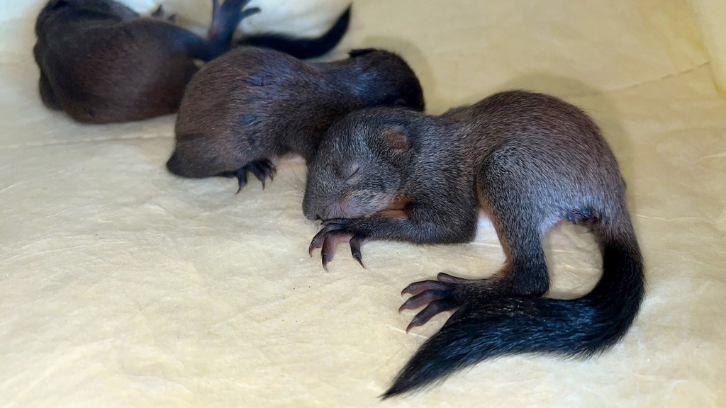 Drei junge Eichhörnchen liegen in einer Tierfangkiste der Münchner Berufsfeuerwehr