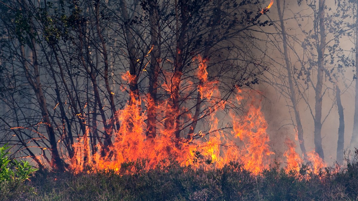 Was tun bei einem Waldbrand?