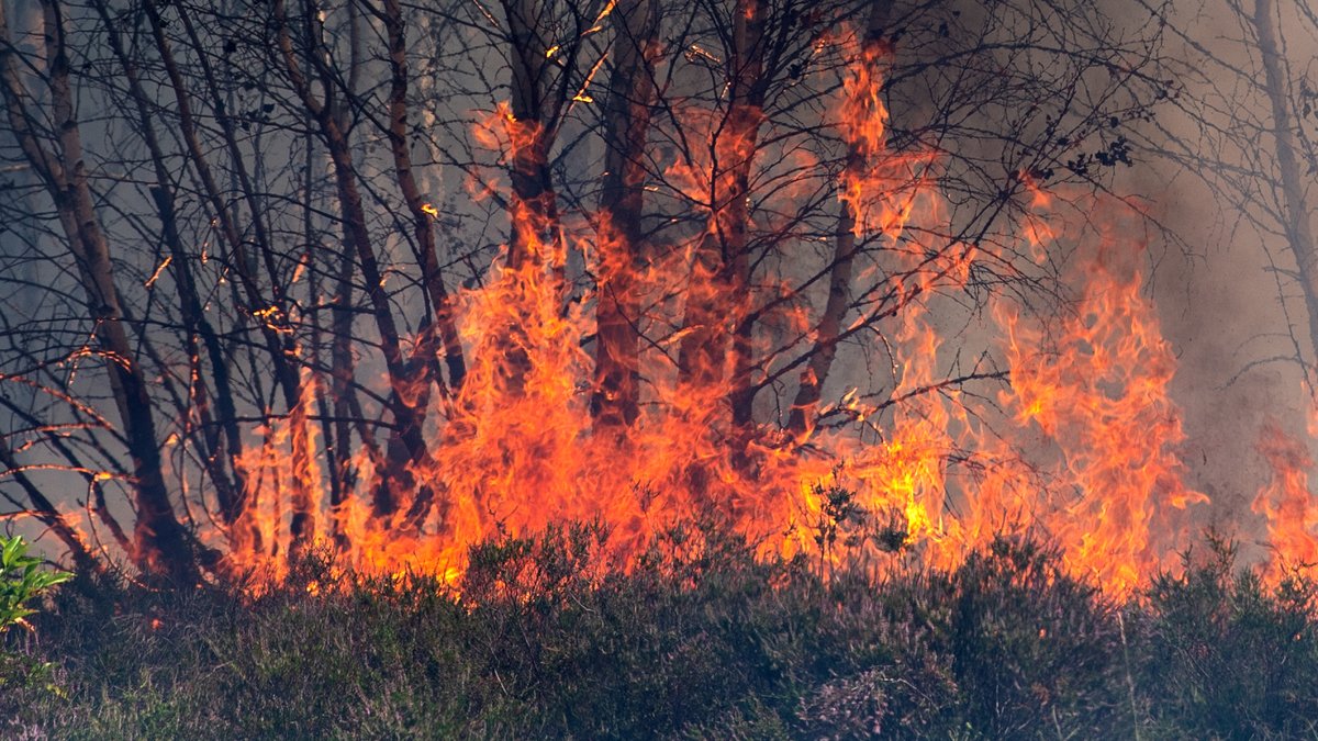 Waldbrand - Symbolbild