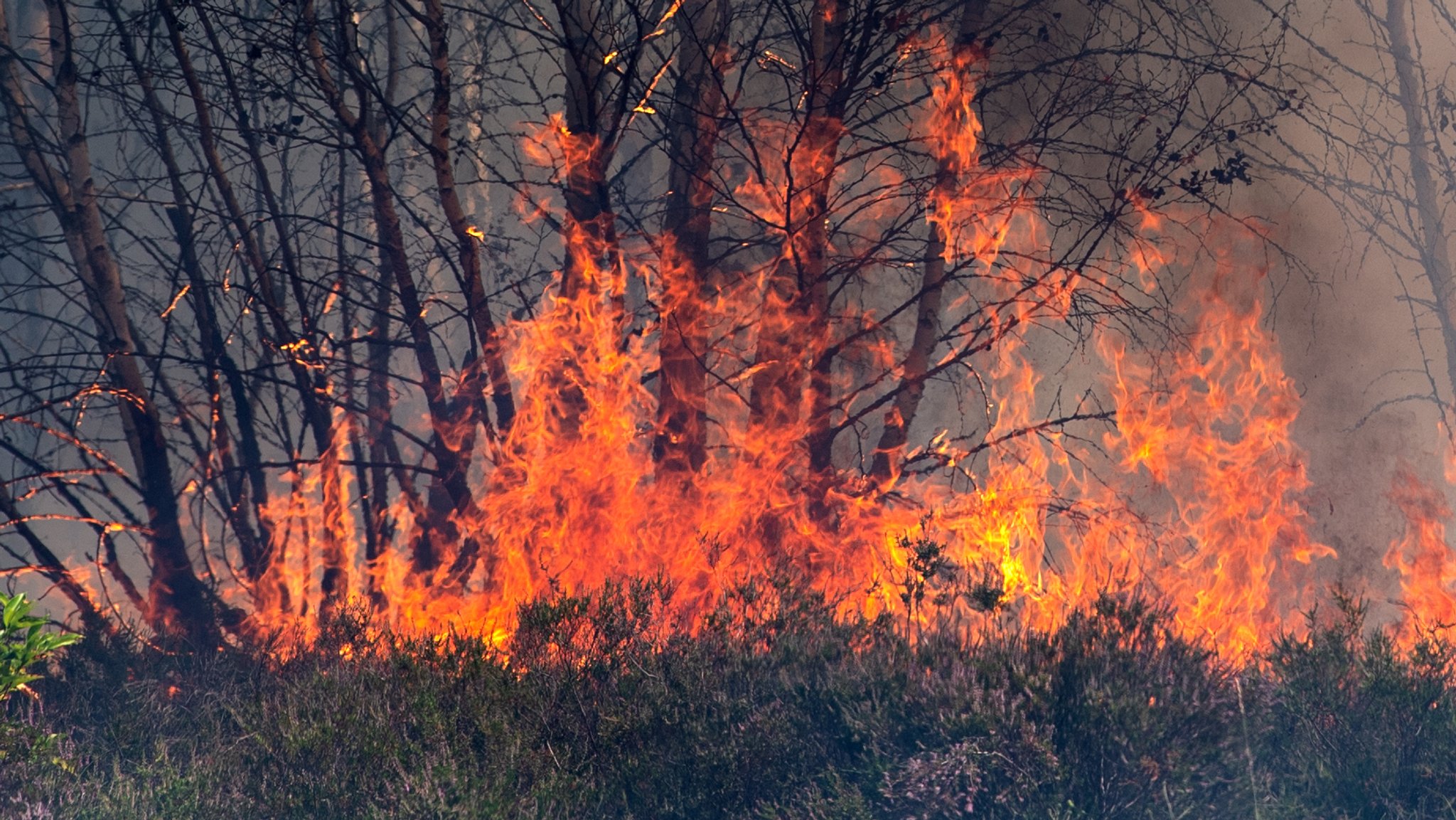 Waldbrand - Symbolbild