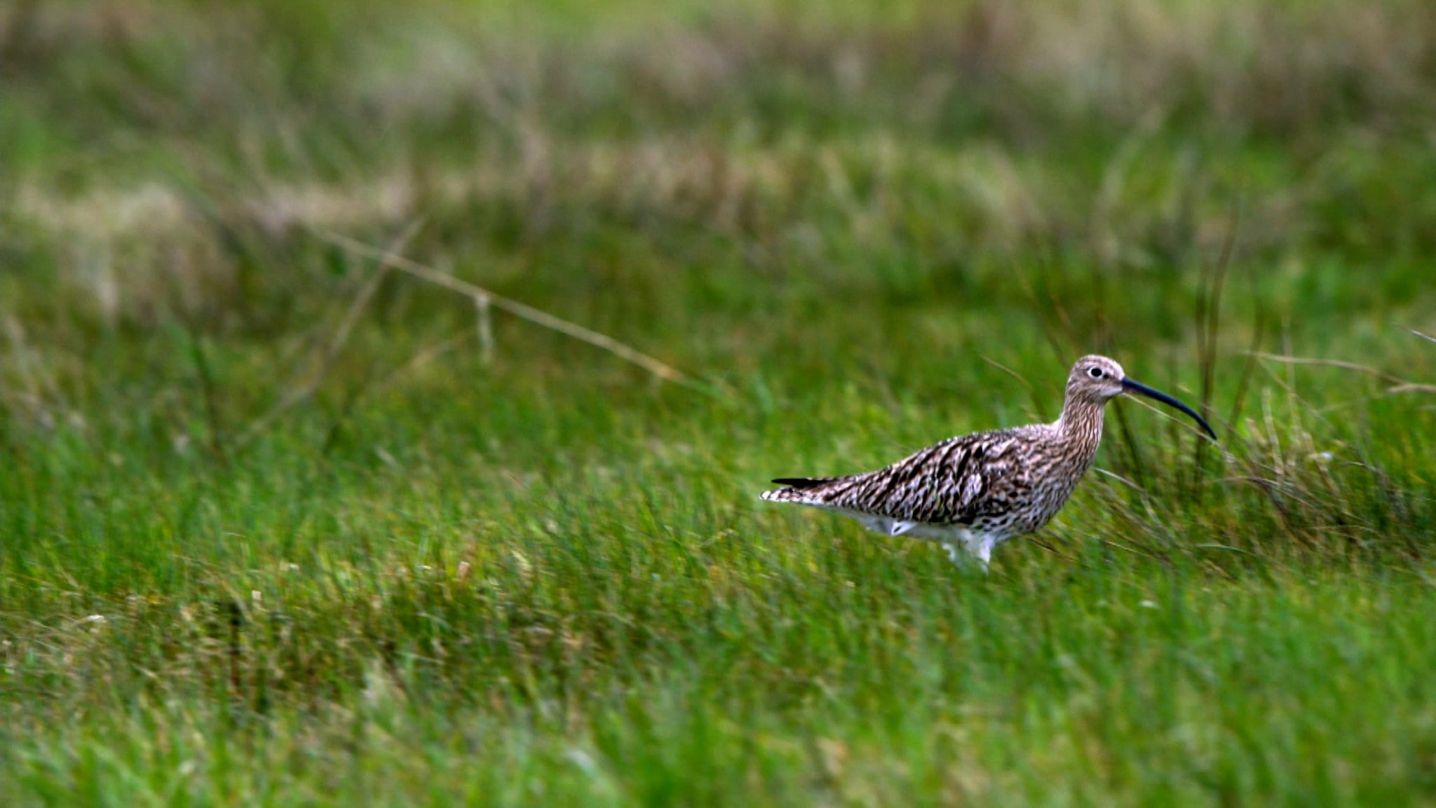 Brachvogel