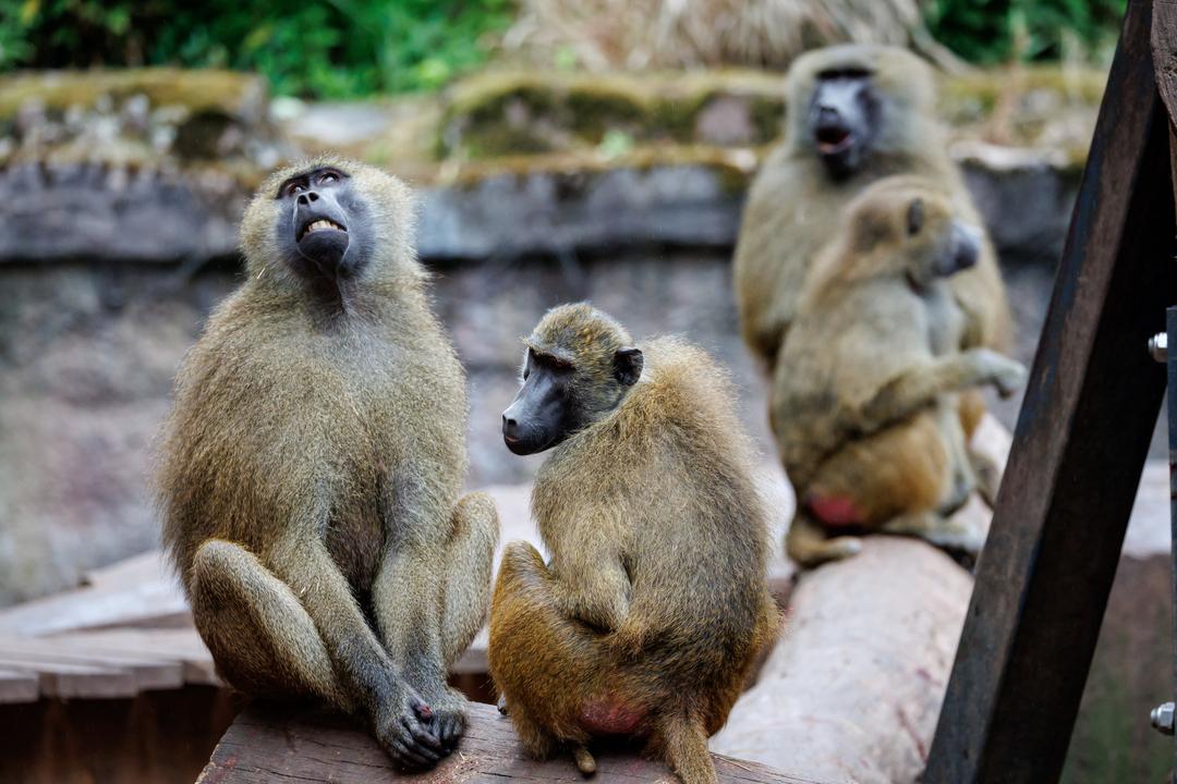 Archivbild (07.07.2025): Paviane sitzen in ihrem Gehege im Tiergarten Nürnberg.