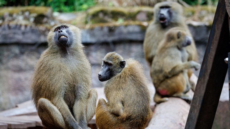 Archivbild (07.07.2025): Paviane sitzen in ihrem Gehege im Tiergarten Nürnberg. | Bild: dpa-Bildfunk/Daniel Karmann Archivbild (07.07.2025): Paviane sitzen in ihrem Gehege im Tiergarten Nürnberg.
