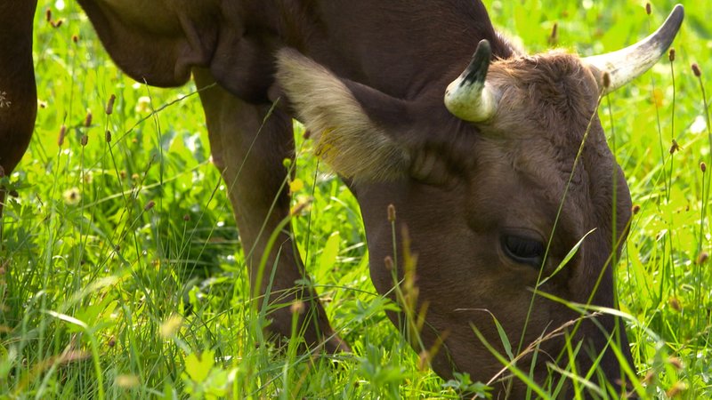 Kuh auf der Weide | Bild: BR Kuh auf der Weide