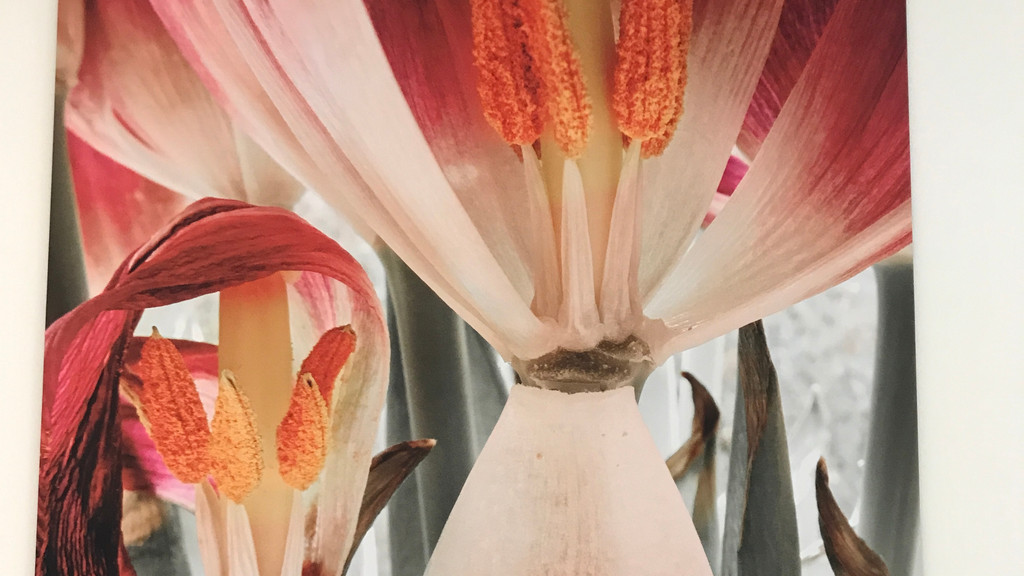 Eine Tulpe in voller Blüte - und mannshohem Großformat. Herlinde Koelbl arbeitet mit Makroaufnahmen und verzichtet auf jegliche Filter.