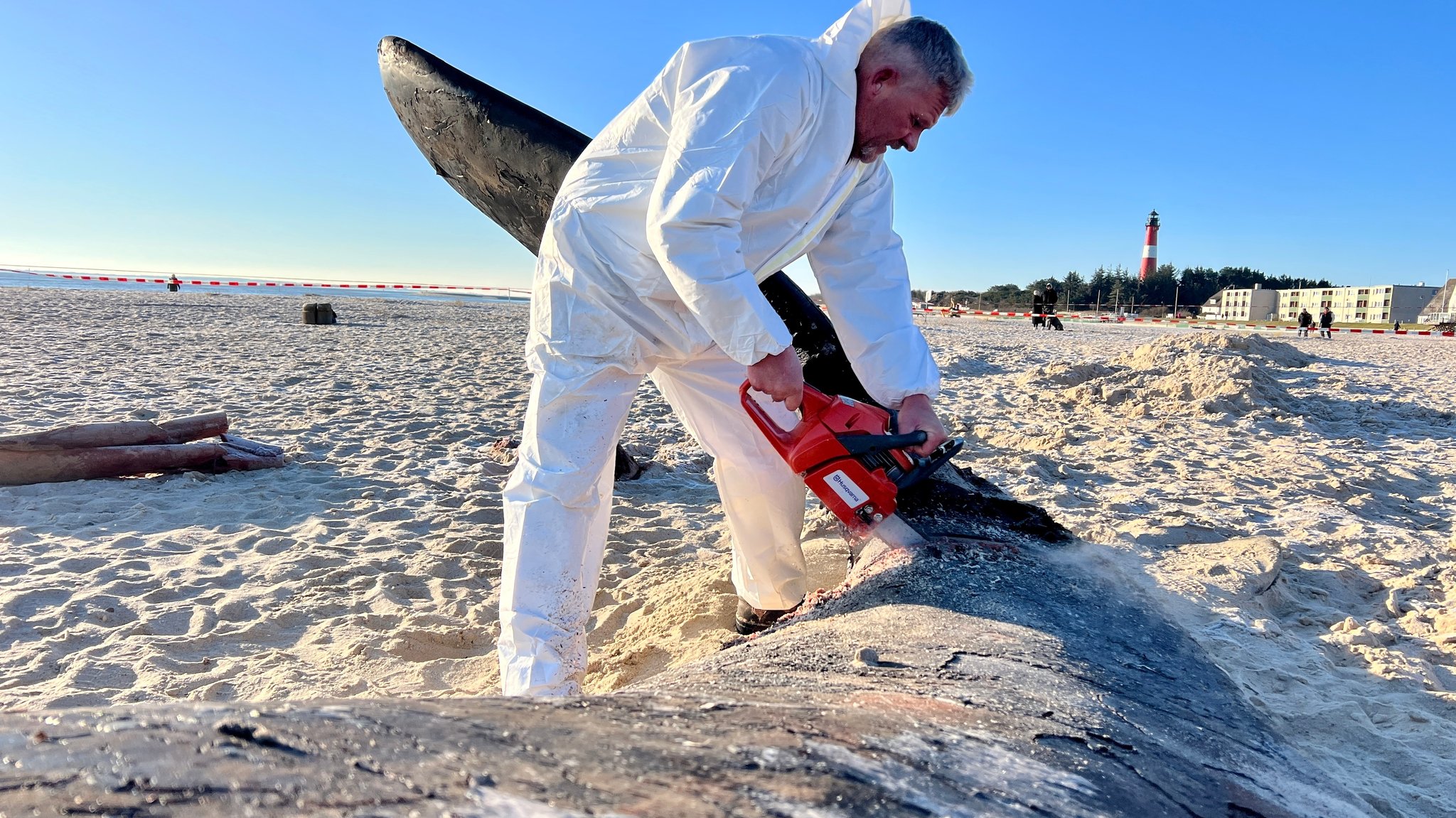 Timo Arp, Schlachter aus Jagel, zerlegt mit einer Motorsäge den Pottwal-Kadaver am Strand von Sylt.