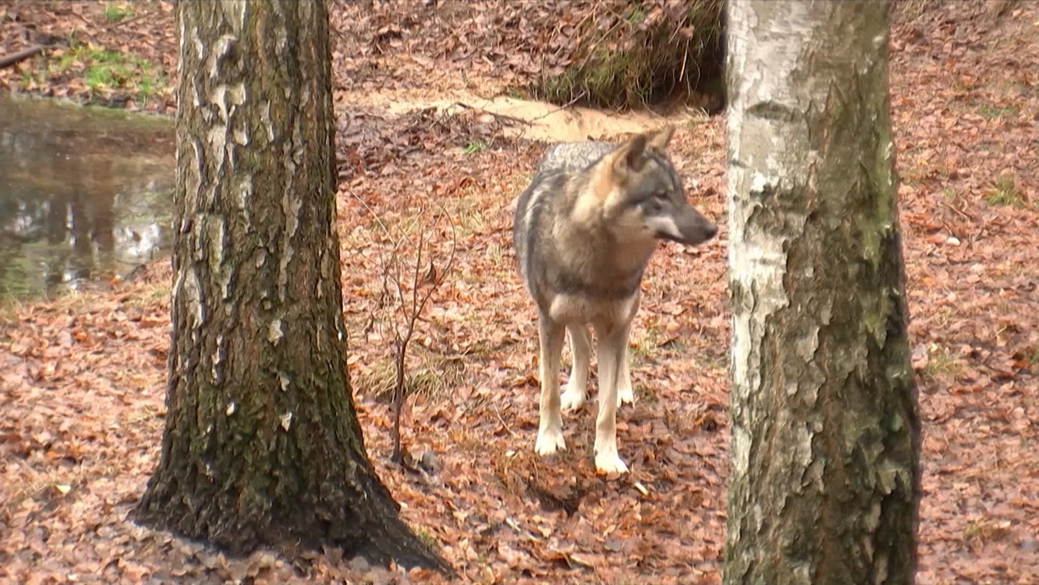 Symbolbild eines Wolfes.