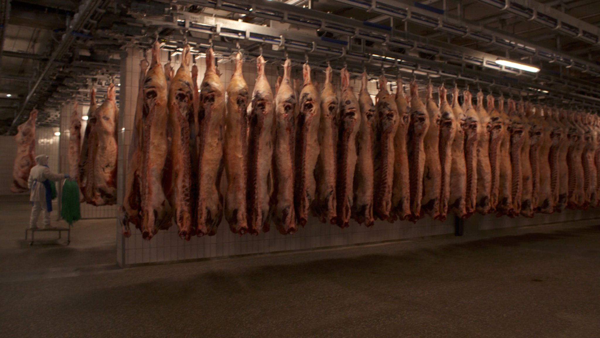 Wer übernimmt Bayerns Schlachthöfe? Die "Premium Food Group" - ehemals Tönnies, hätte Interesse. Doch das Bundeskartellamt hat die Übernahme von zwei Schlachthöfen in Bayern - in Waldkraiburg und Buchloe - untersagt.