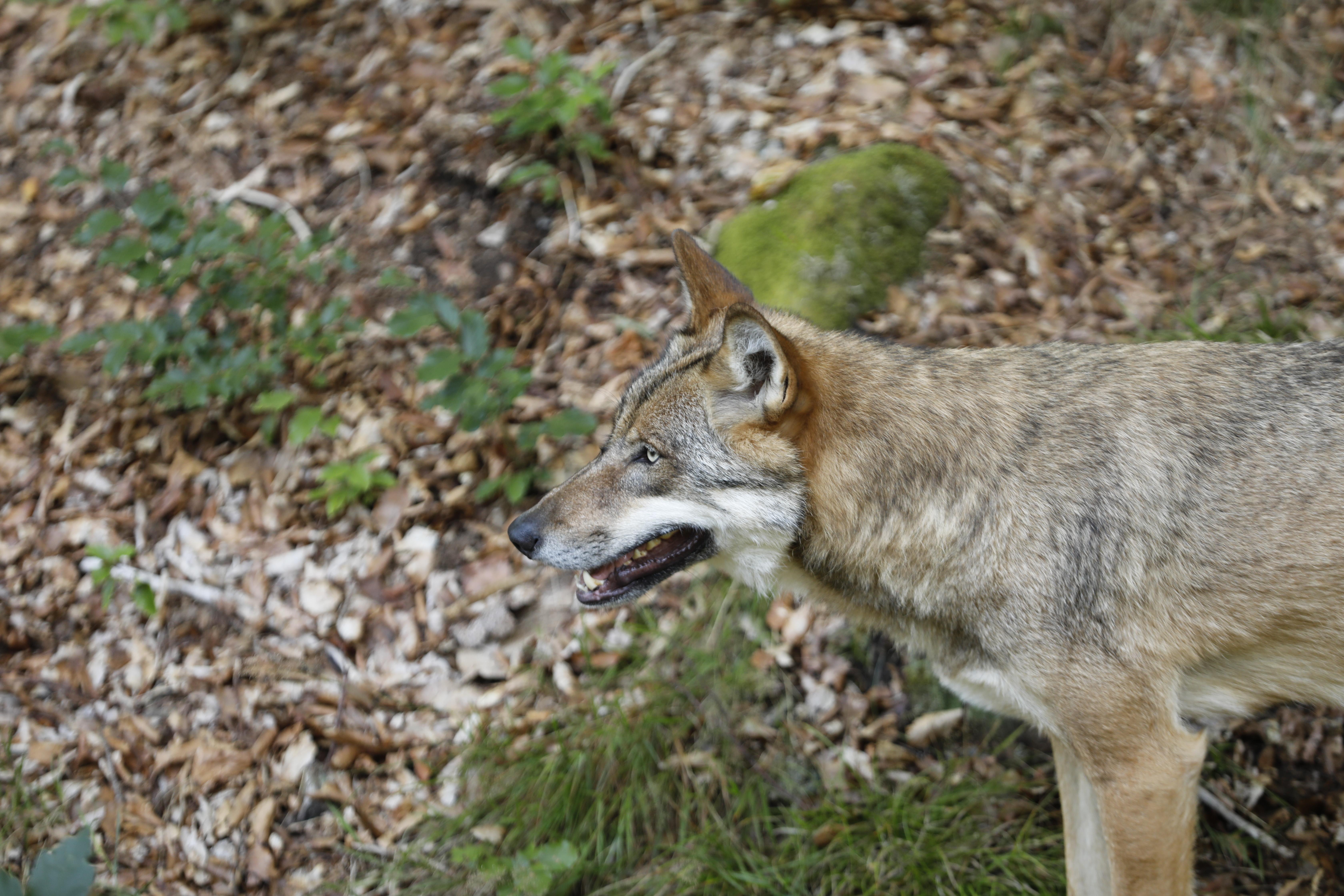 Ein Wolfsrüde aus dem Nationalpark Bayerischer Wald im Tierfreigelände des Hauses zur Wildnis in Ludwigsthal.