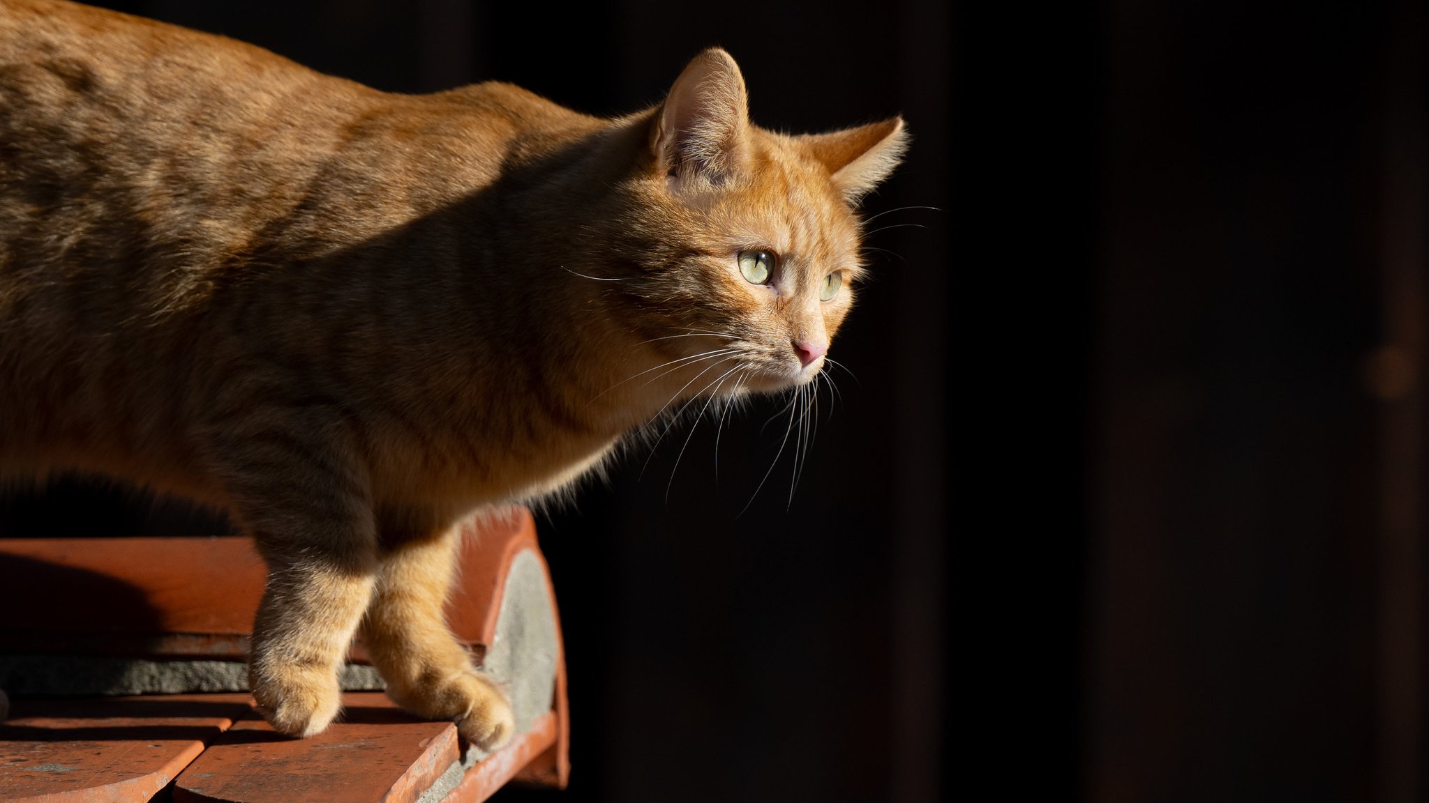 Katze auf einer Mauer (Symbolbild)