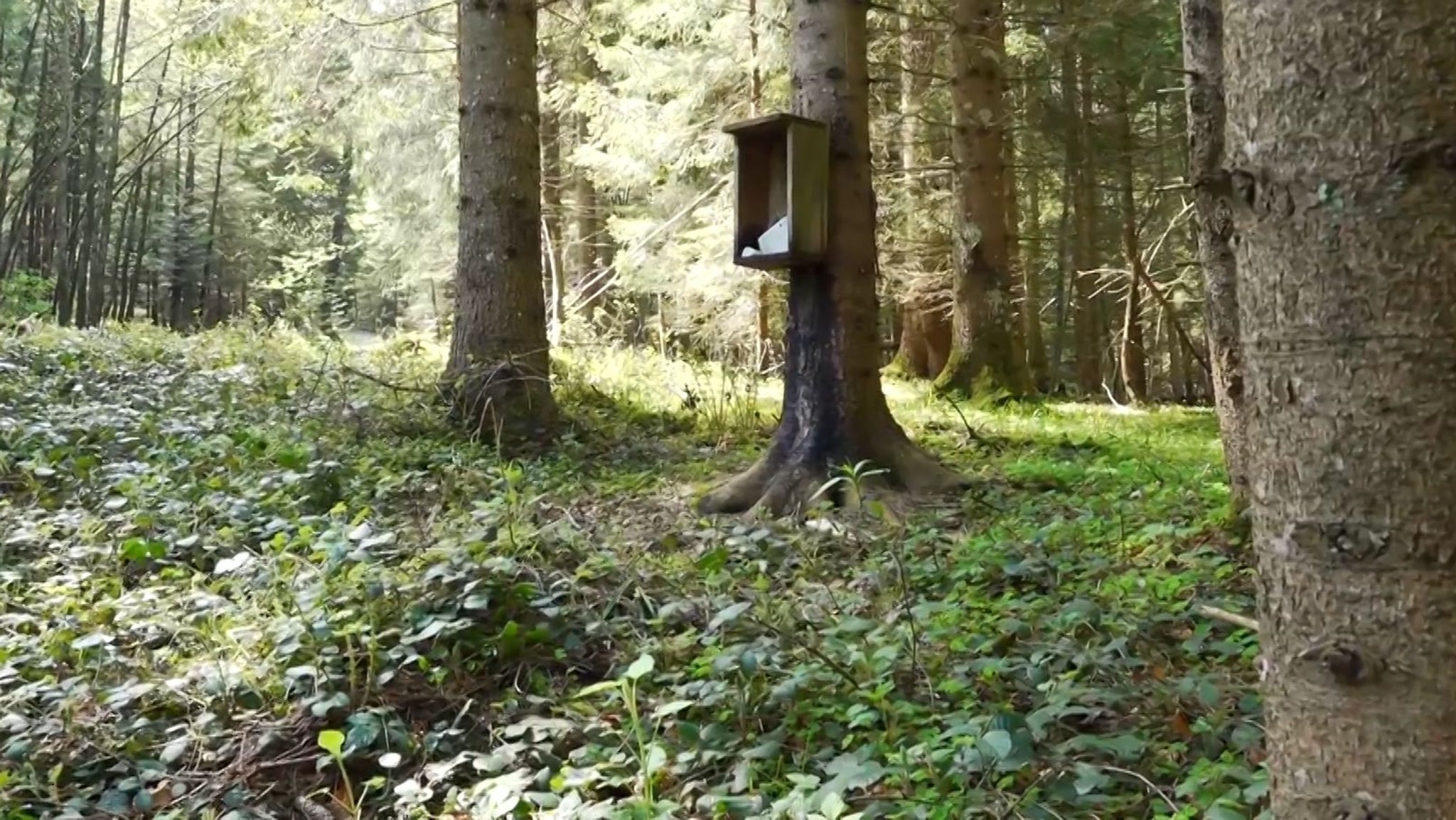 Landkreis Traunstein: Hier wurde der Bär fotografiert