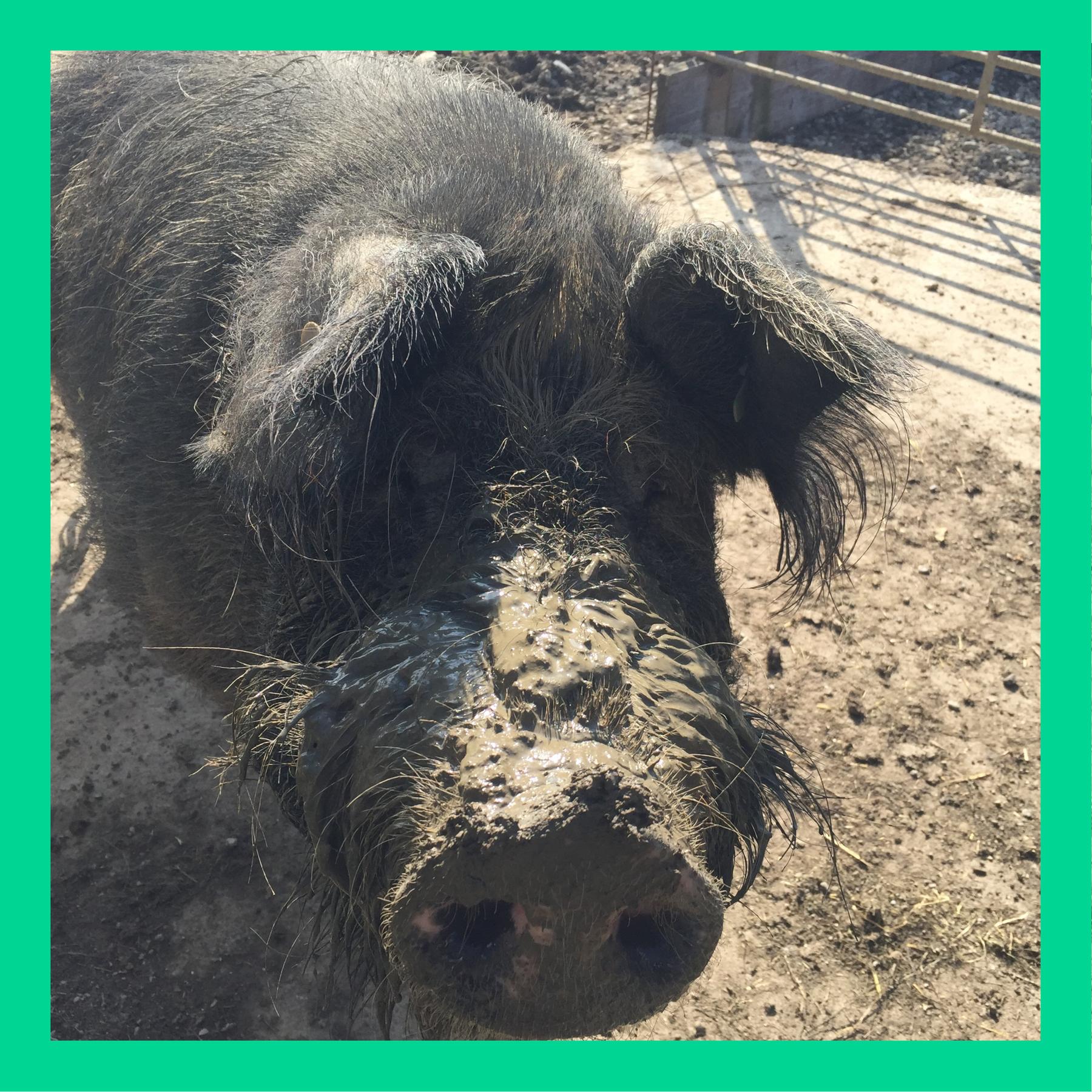 Warum haben Wildschweine keinen Dreck in der Nase, obwohl sie im Schlamm wühlen?