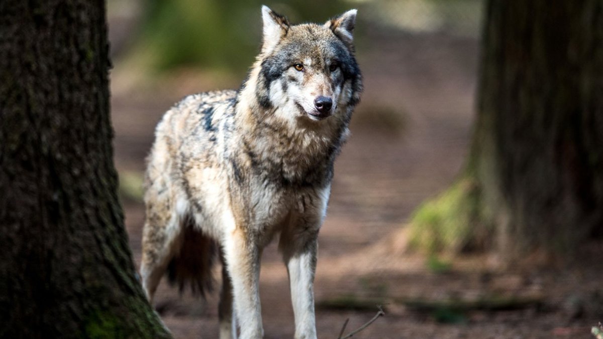 Wolf im Wald (Symbolbild)