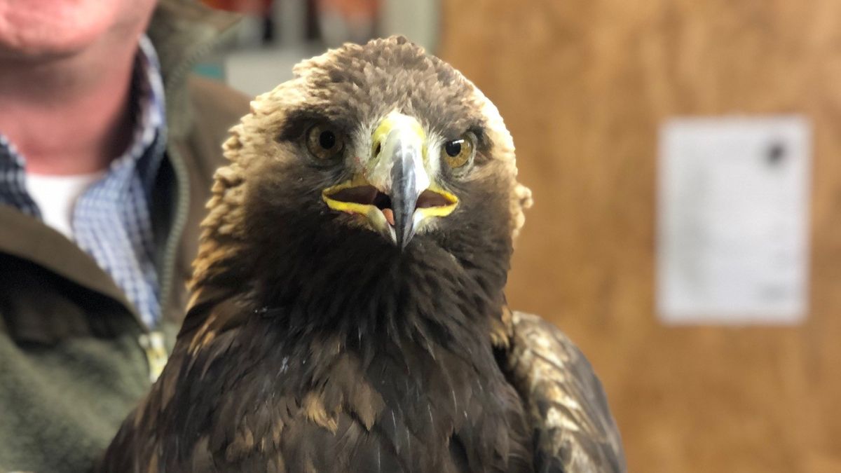 Steinadler In Lebensgefahr Hinweise Auf Vergiftung Br24