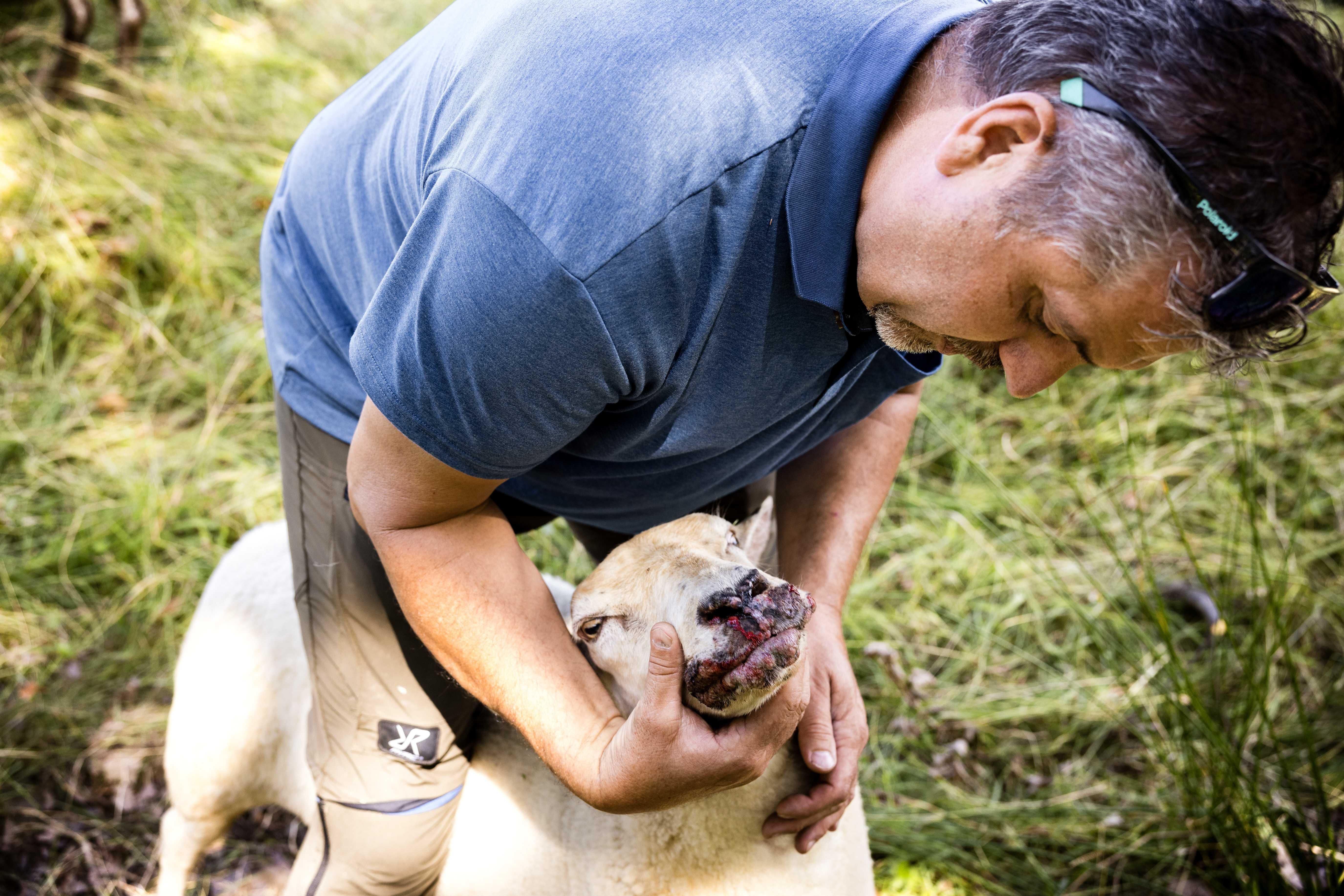 Die für Tiere gefährliche Blauzungenkrankheit breitet sich in Bayern immer weiter aus.